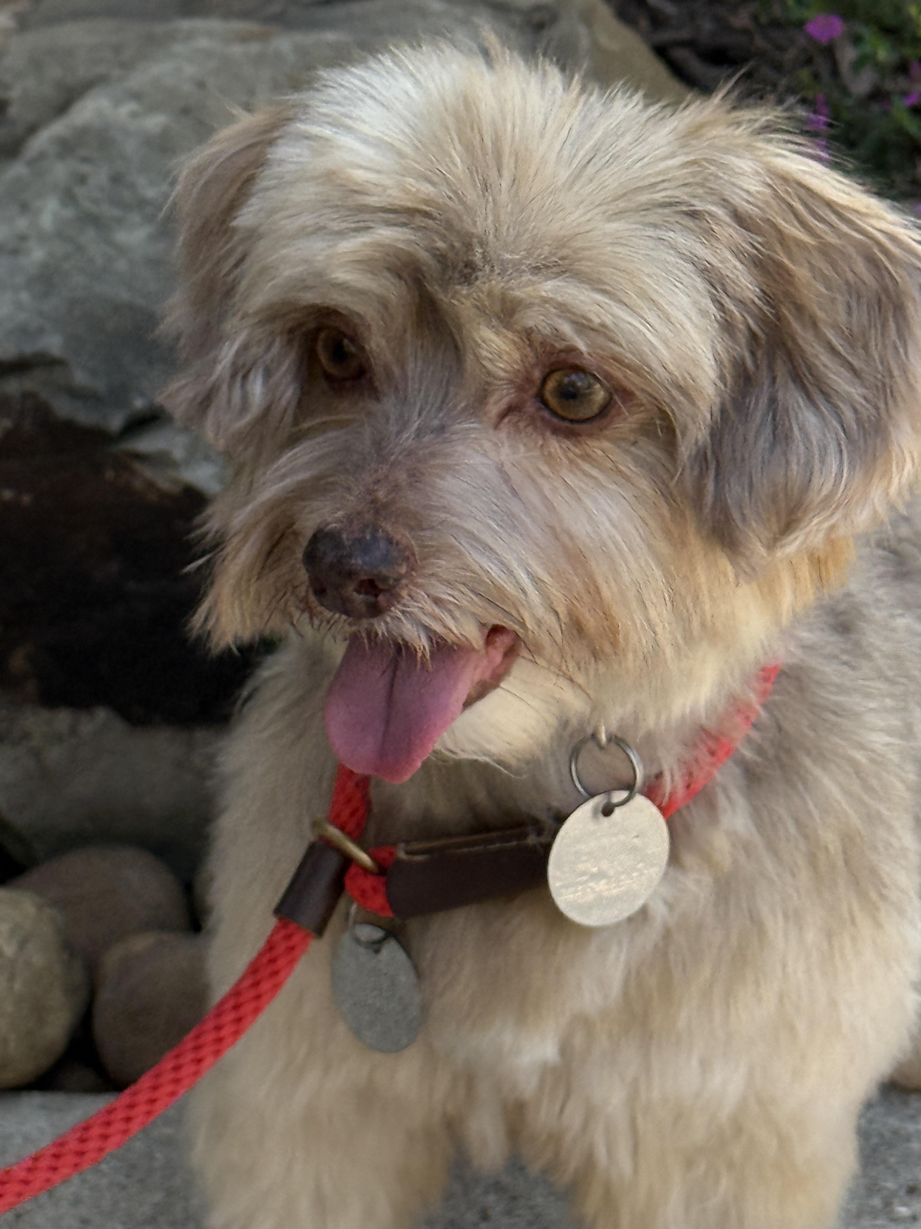 Enlarge Marcella aka Marci, a ADOPTABLE mixed breed in Houston, TX image 2/5