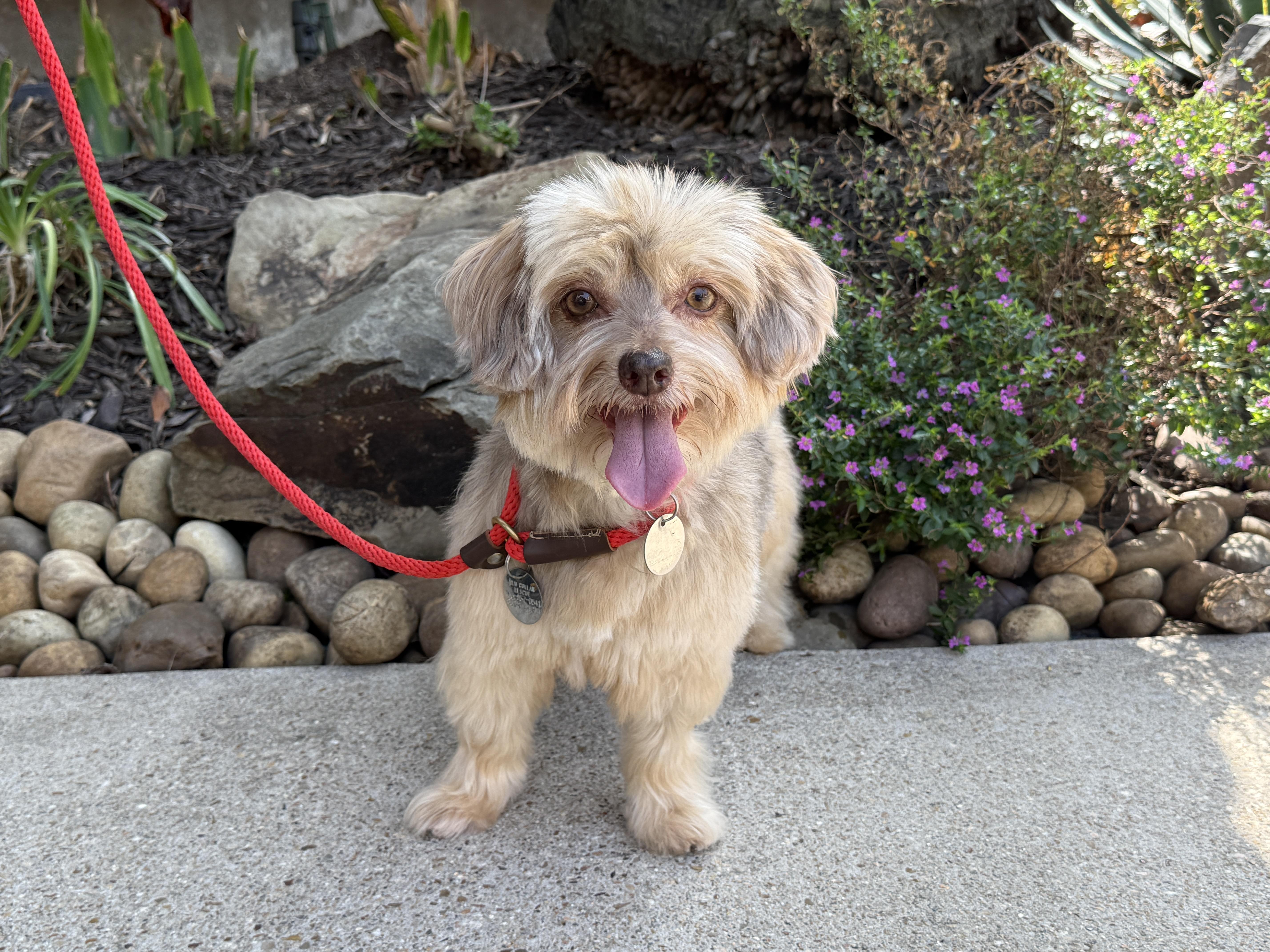 Marcella aka Marci, ADOPTABLE, Adult Female Yorkie Poo.