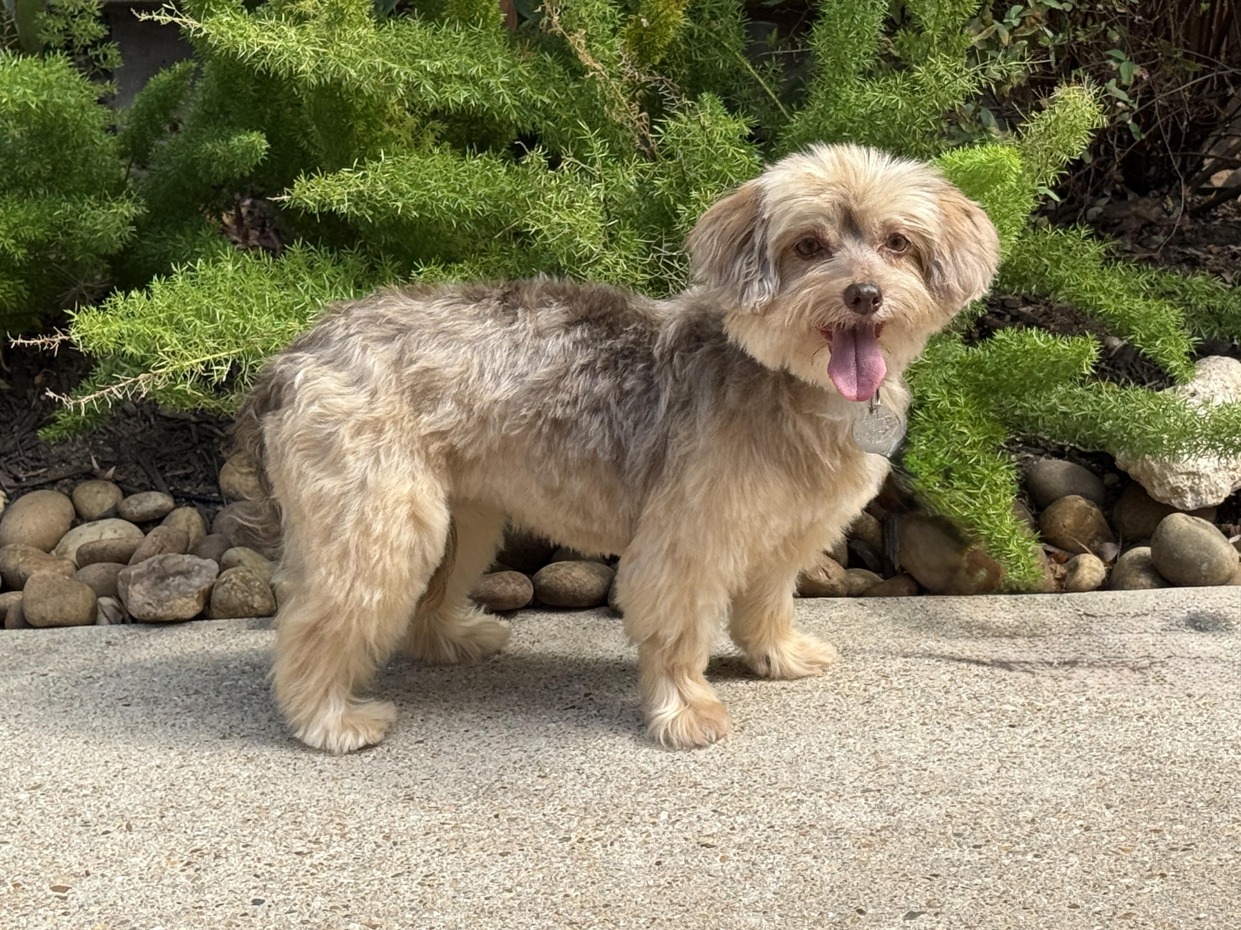 Marcella aka Marci, a ADOPTABLE mixed breed in Houston, TX image 2/6