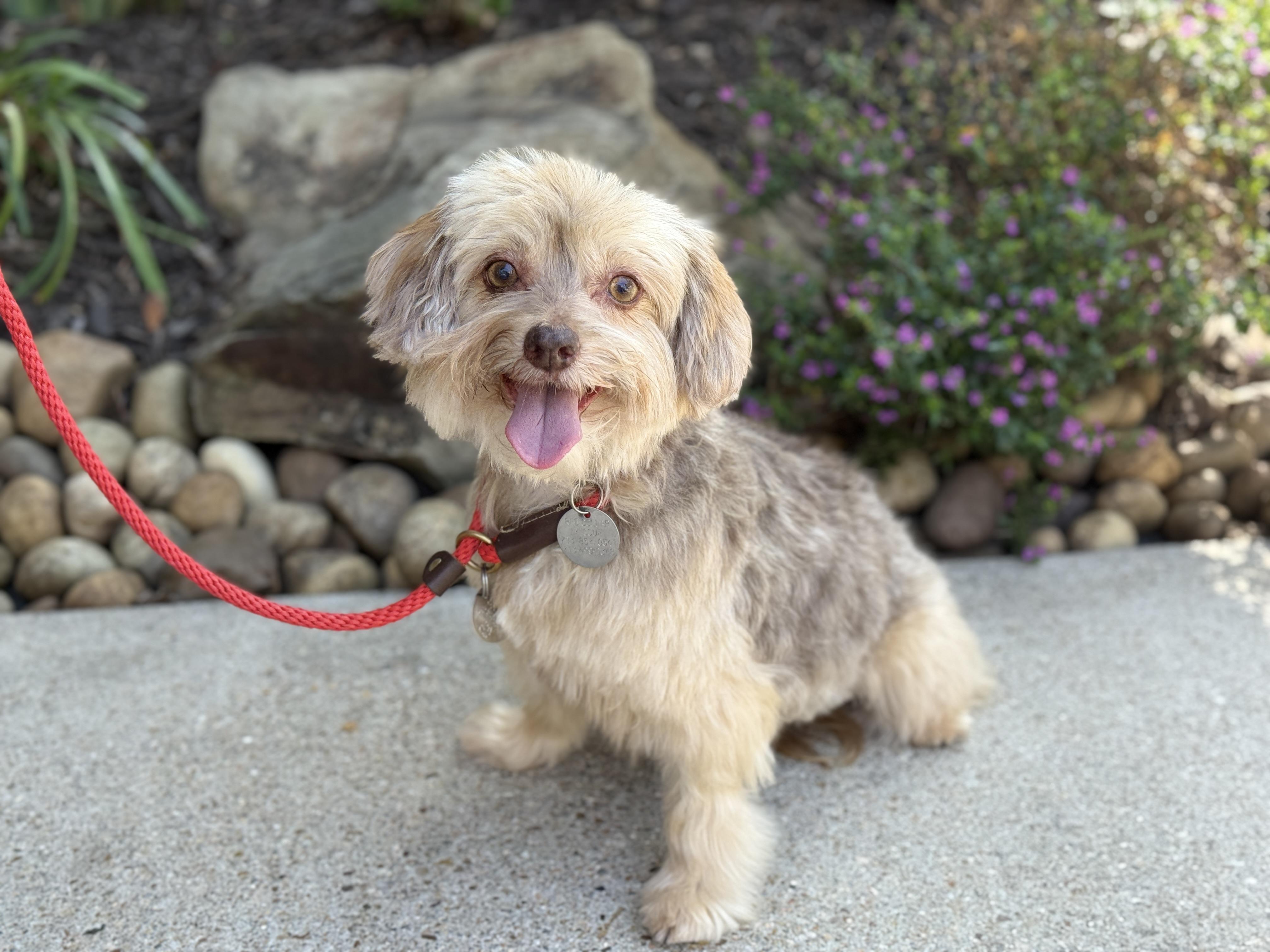 Enlarge Marcella aka Marci, a ADOPTABLE mixed breed in Houston, TX image 4/5