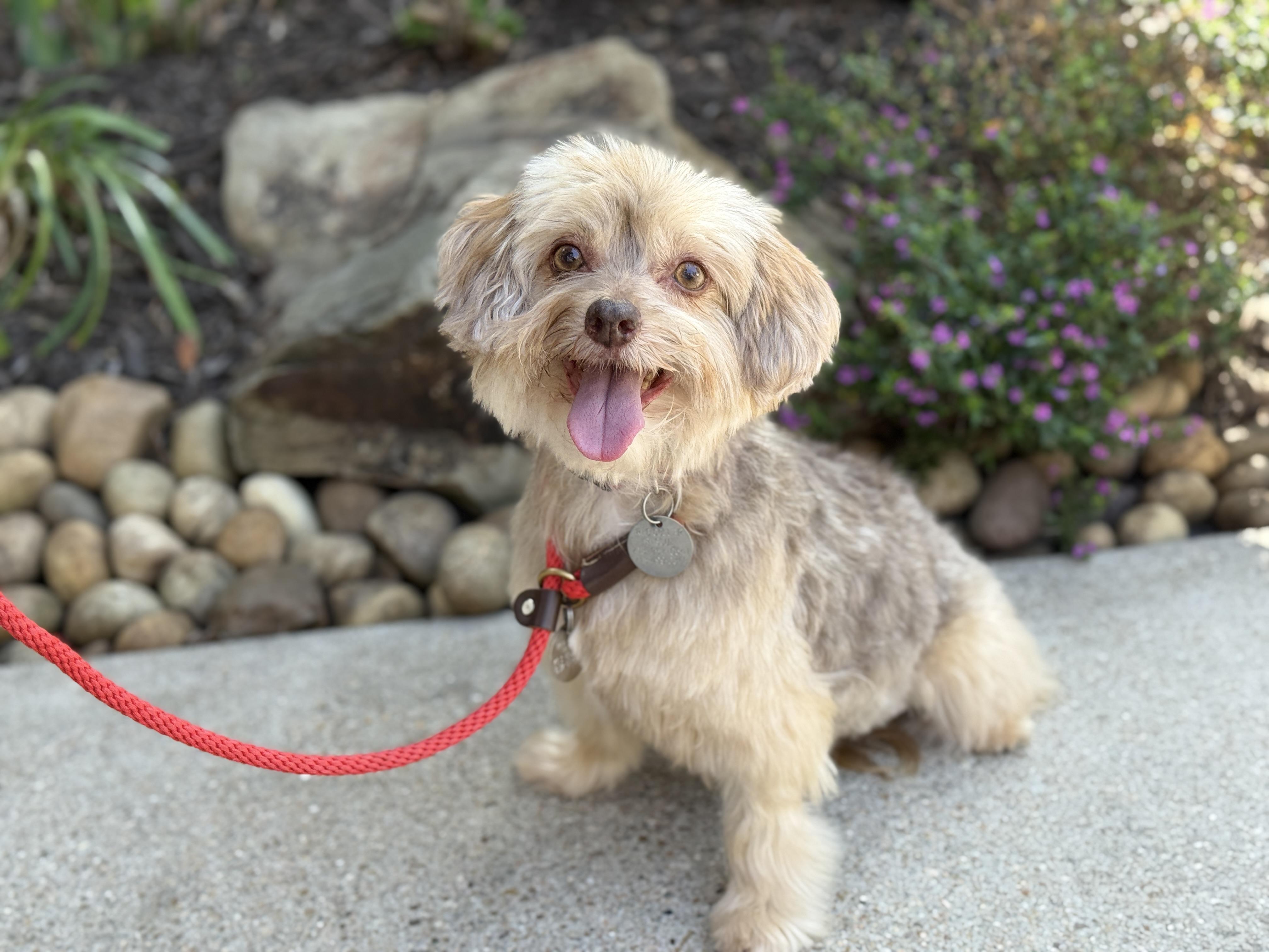 Enlarge Marcella aka Marci, a ADOPTABLE mixed breed in Houston, TX image 5/5