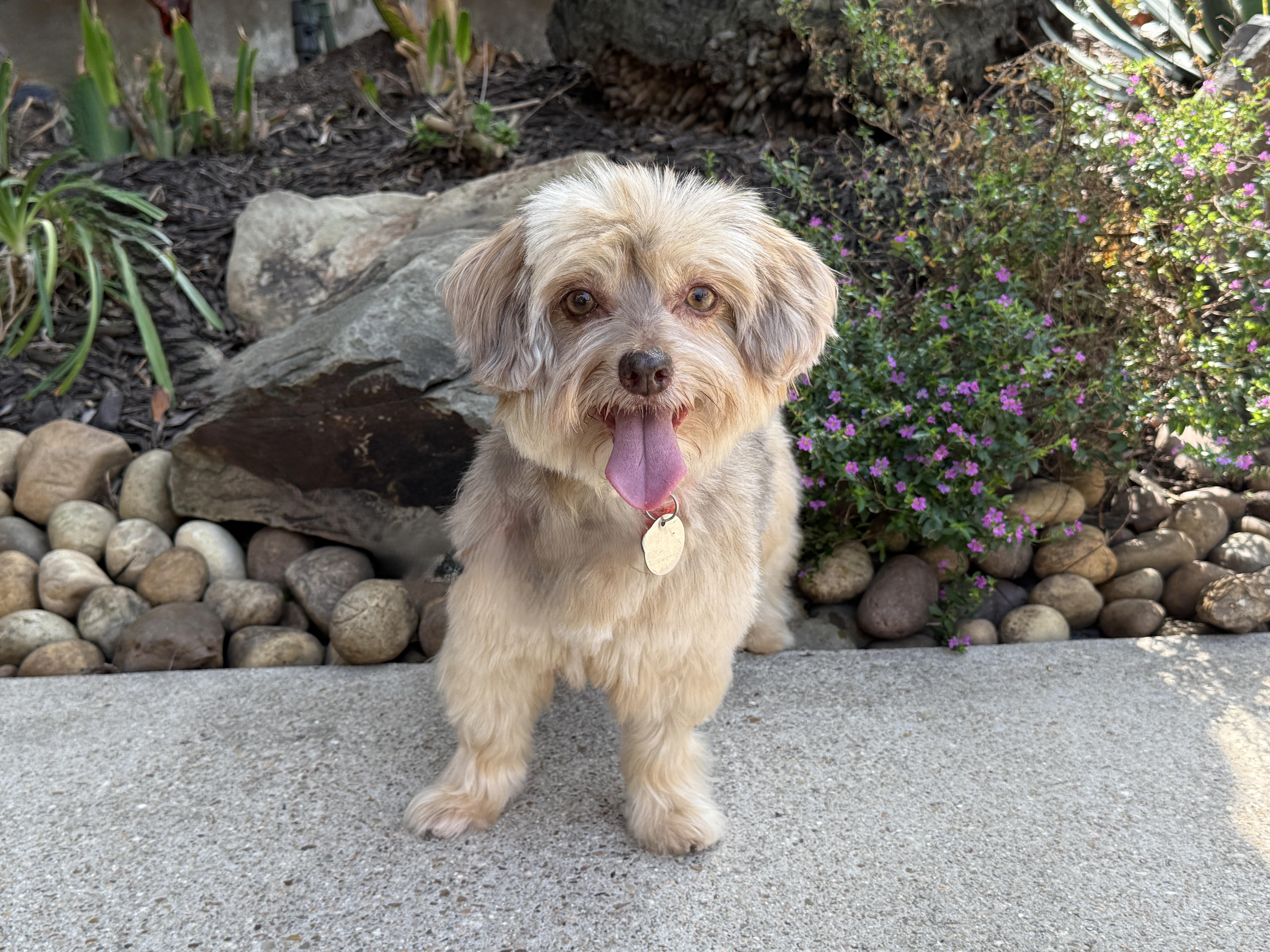 Marcella aka Marci, ADOPTABLE, Adult Female Yorkie Poo.