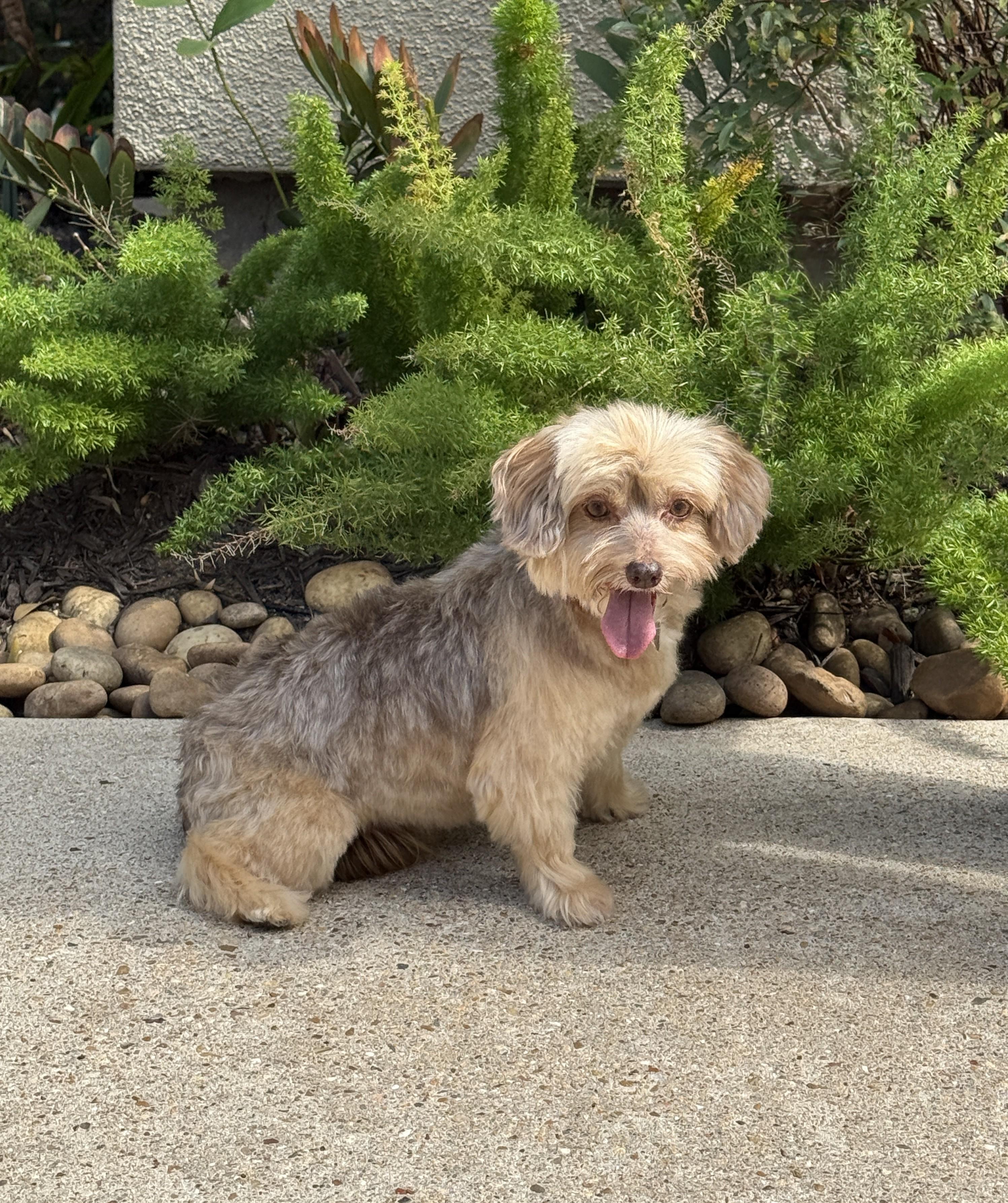 Marcella aka Marci, a ADOPTABLE mixed breed in Houston, TX image 4/6