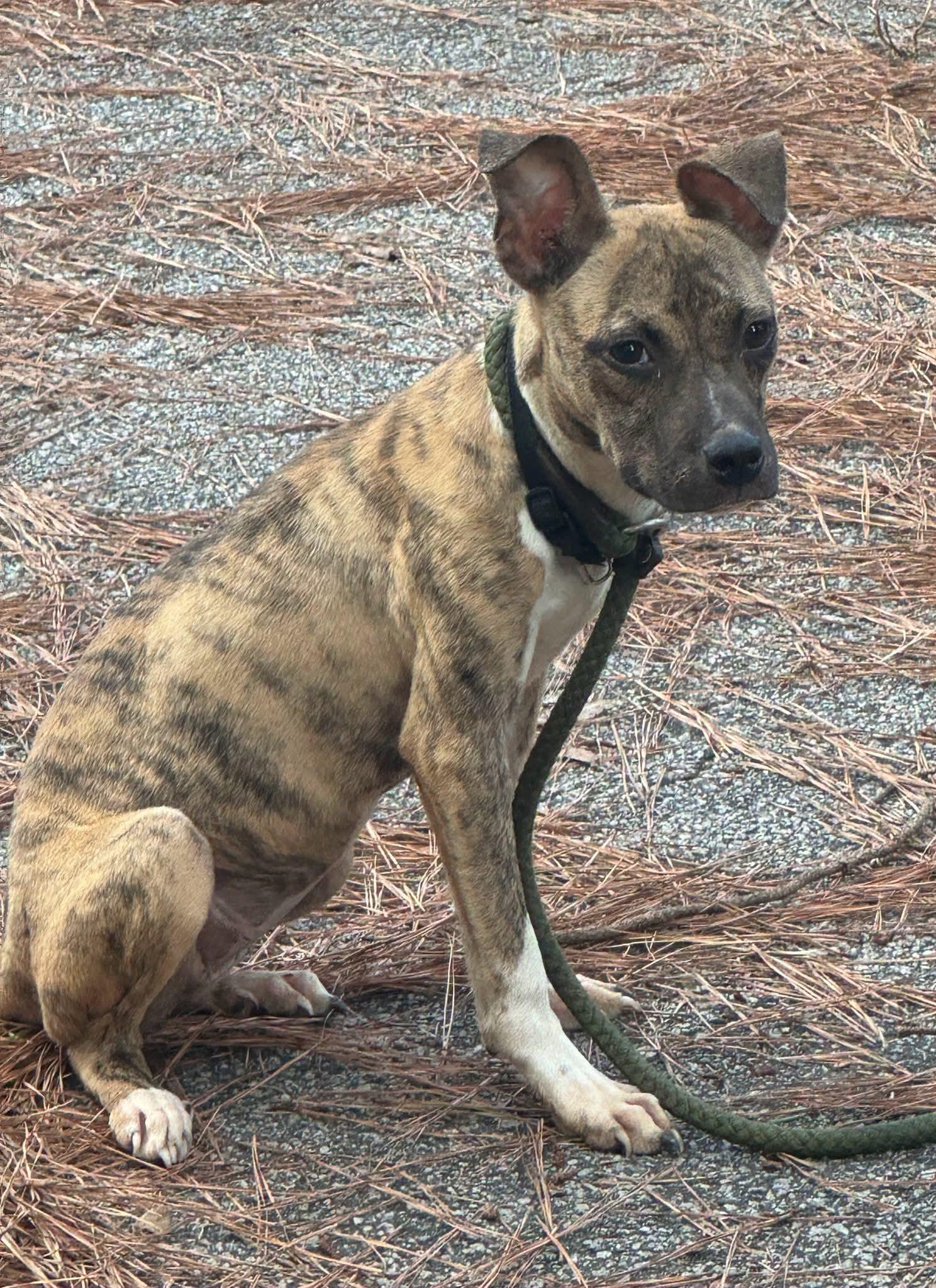 Becky, ADOPTABLE, Young Female Mixed Breed.
