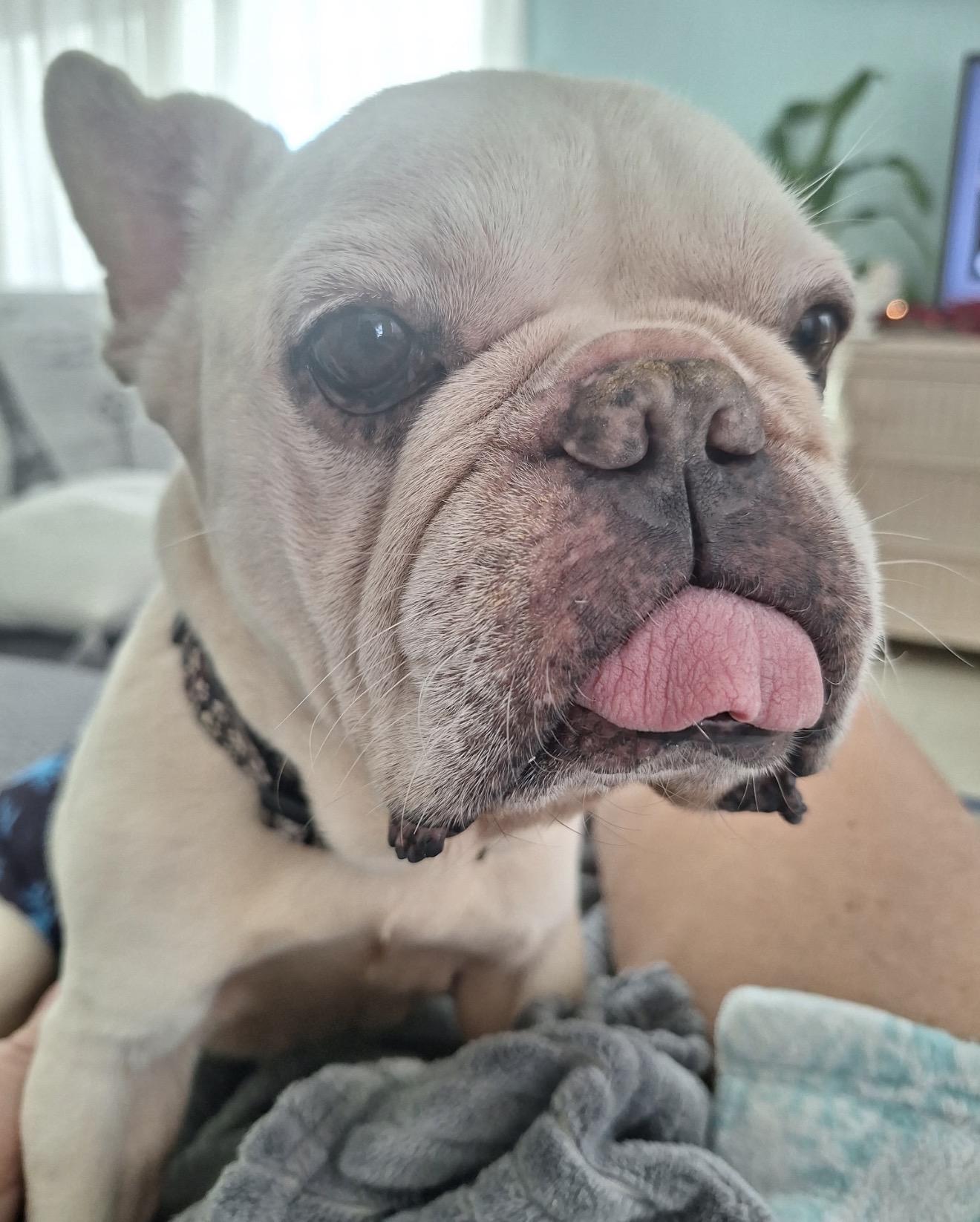 Benny, Adopted, Senior Male French Bulldog.