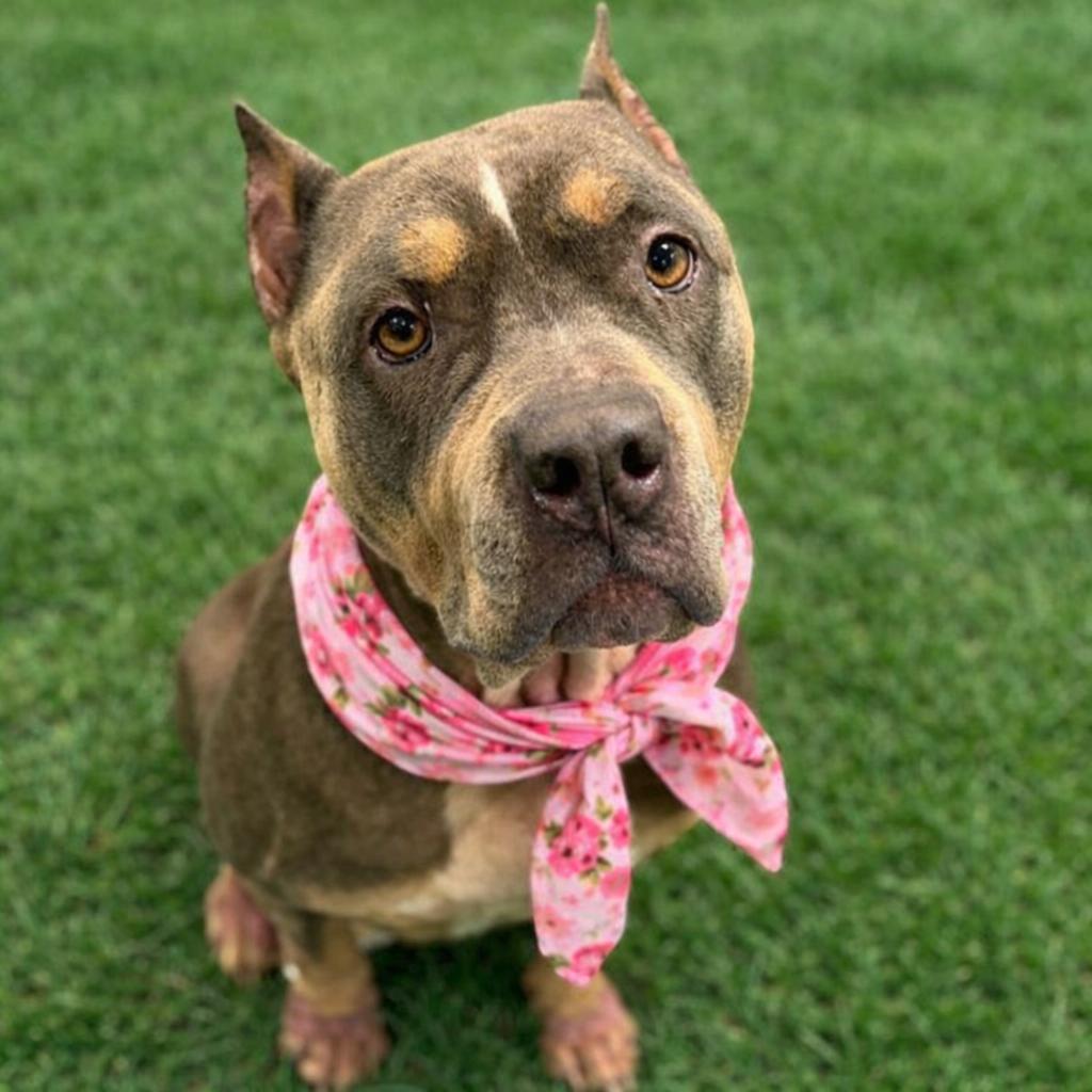 Tokyo, Adoptable, Senior Female American Bulldog.