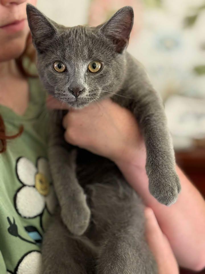 Nilly, adoptable, Kitten Male Domestic Short Hair.