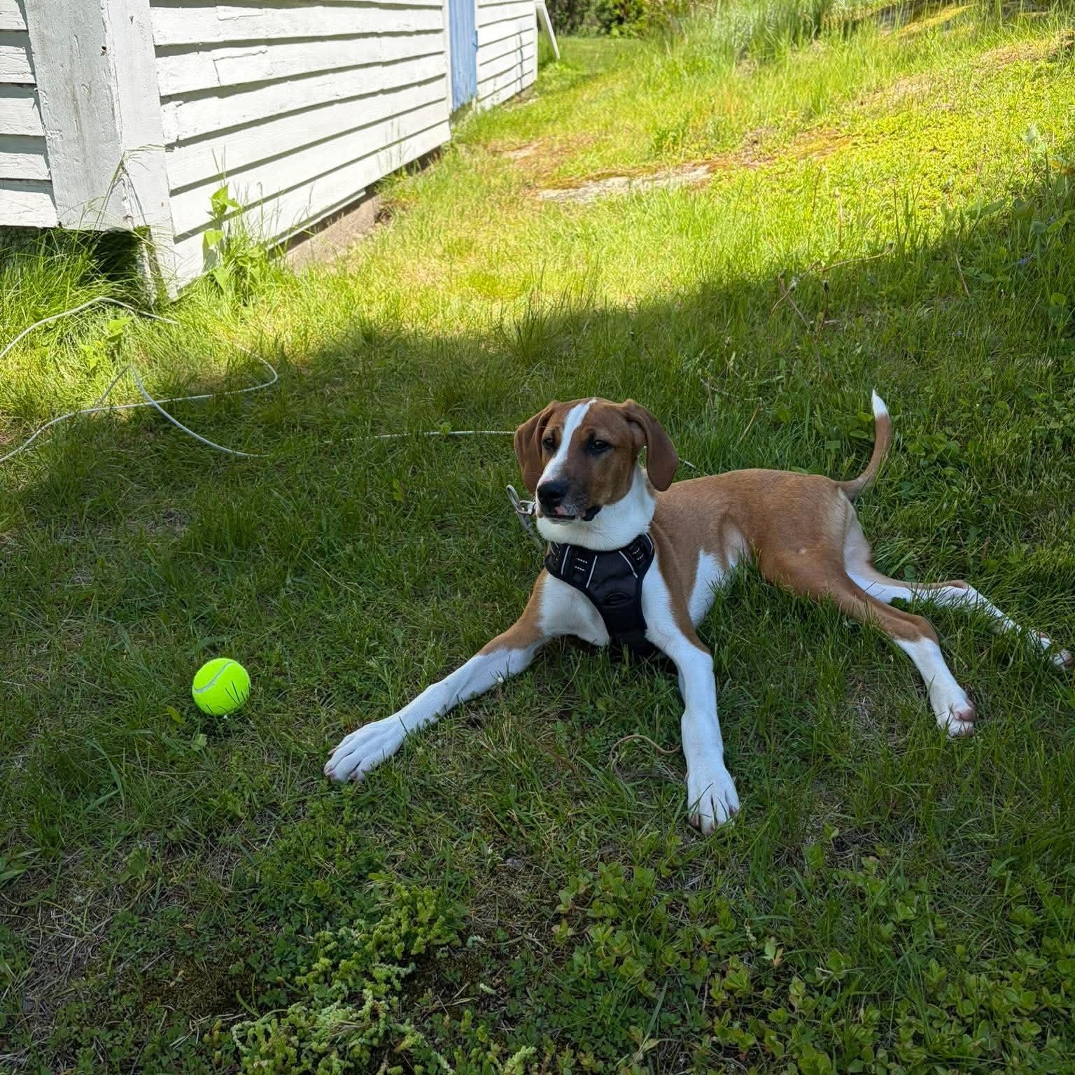 Enlarge Bam, a ADOPTABLE mixed breed in Woolwich, ME image 2/5
