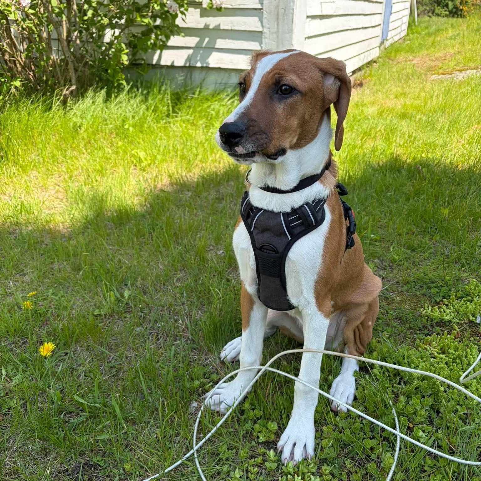 Enlarge Bam, a ADOPTABLE mixed breed in Woolwich, ME image 5/5