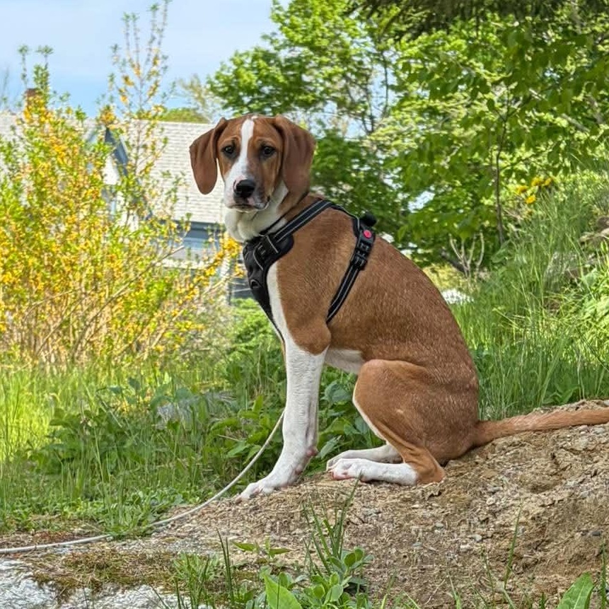 Enlarge Bam, a ADOPTABLE mixed breed in Woolwich, ME image 1/5