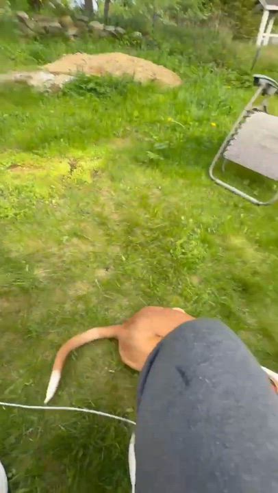 Enlarge Bam, a ADOPTABLE mixed breed in Woolwich, ME video 4/5