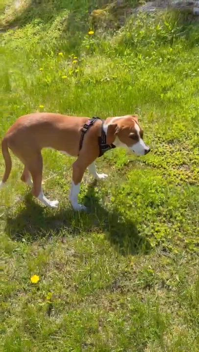 Enlarge Bam, a ADOPTABLE mixed breed in Woolwich, ME video 3/5