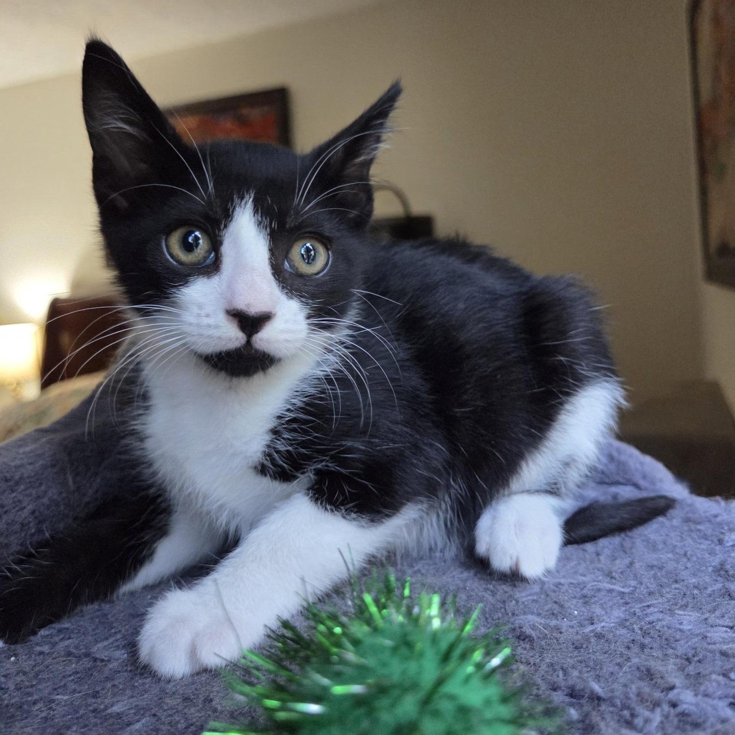 Enlarge Tessa, a Adoptable American Shorthair in North Hollywood, CA image 2/4