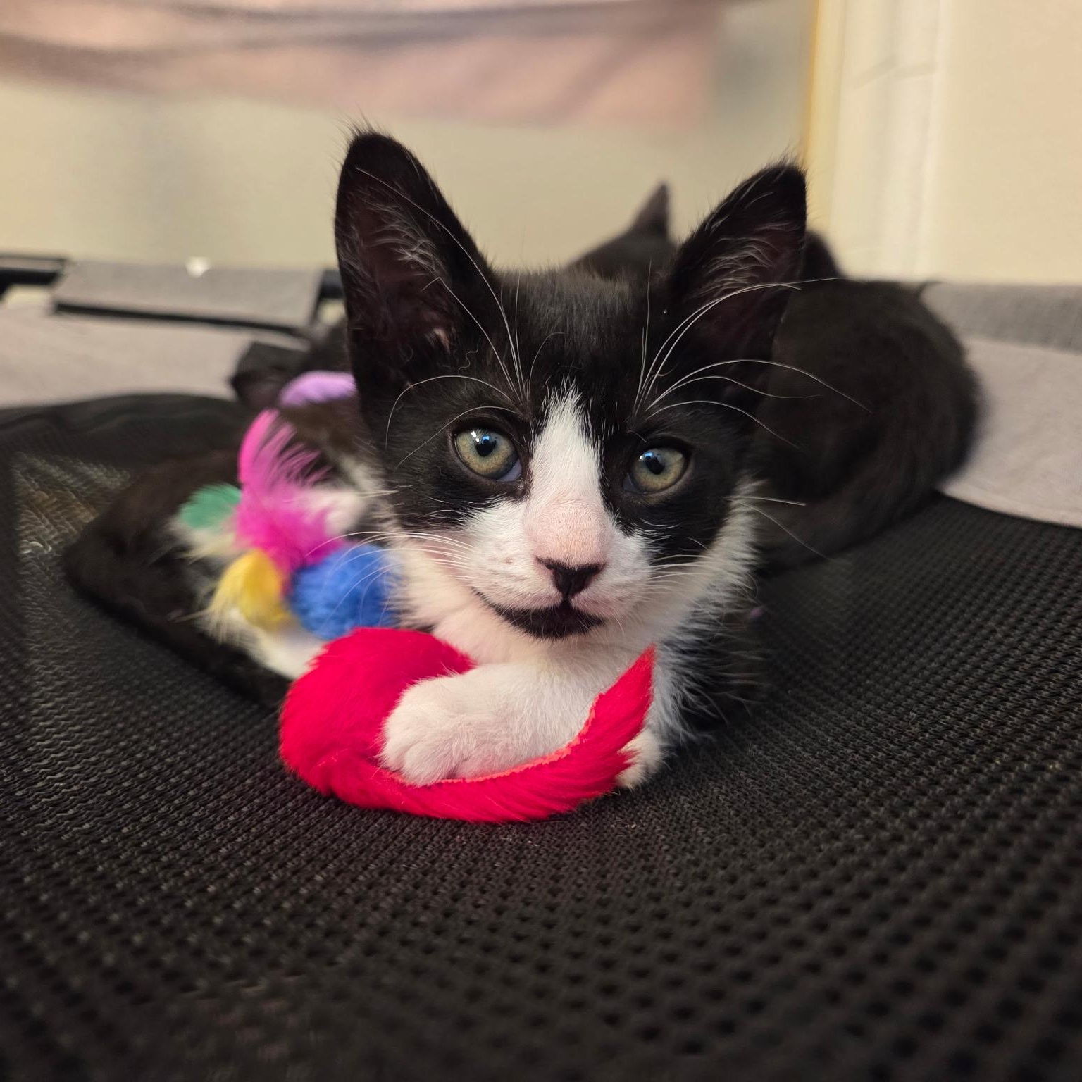 Tessa, Adoptable, Kitten Female American Shorthair.