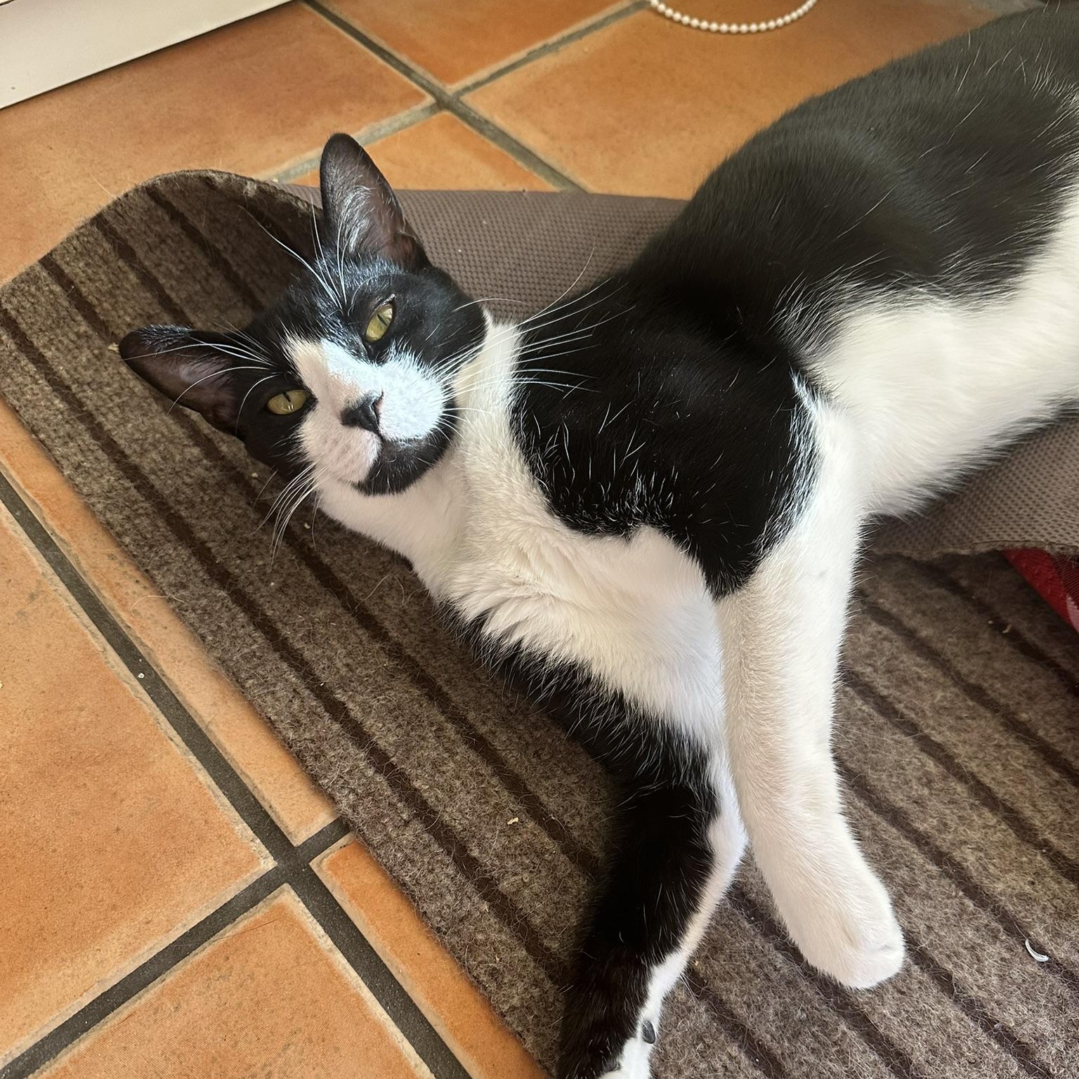 Tessa, a Adoptable American Shorthair in North Hollywood, CA image 5/6