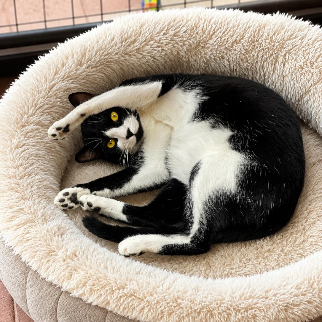Tessa, Adoptable, Kitten Female American Shorthair.