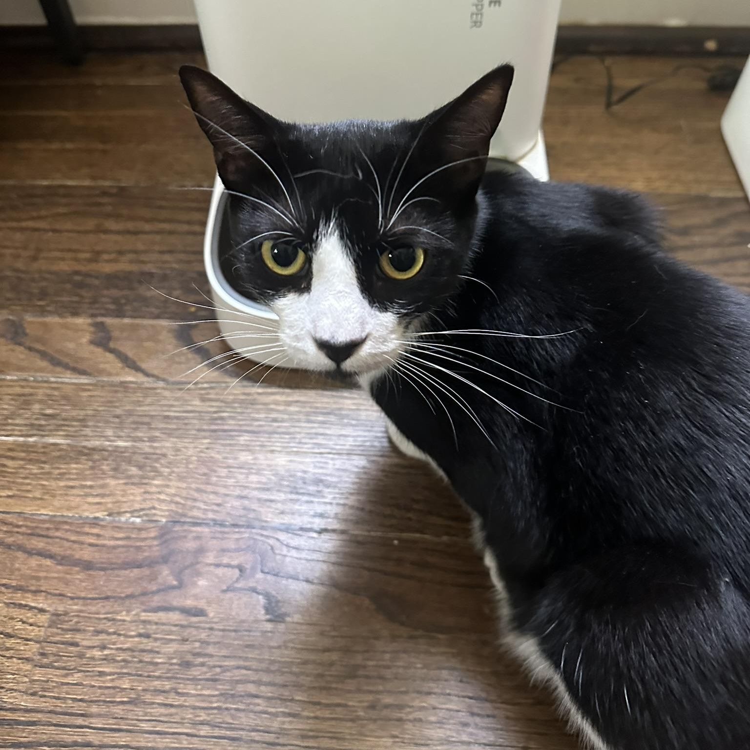 Tessa, a Adoptable American Shorthair in North Hollywood, CA image 2/6