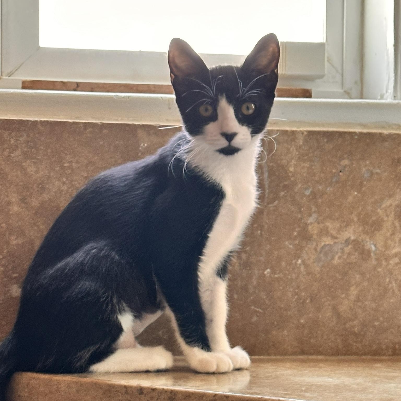 Enlarge Tessa, a Adoptable American Shorthair in North Hollywood, CA image 3/4