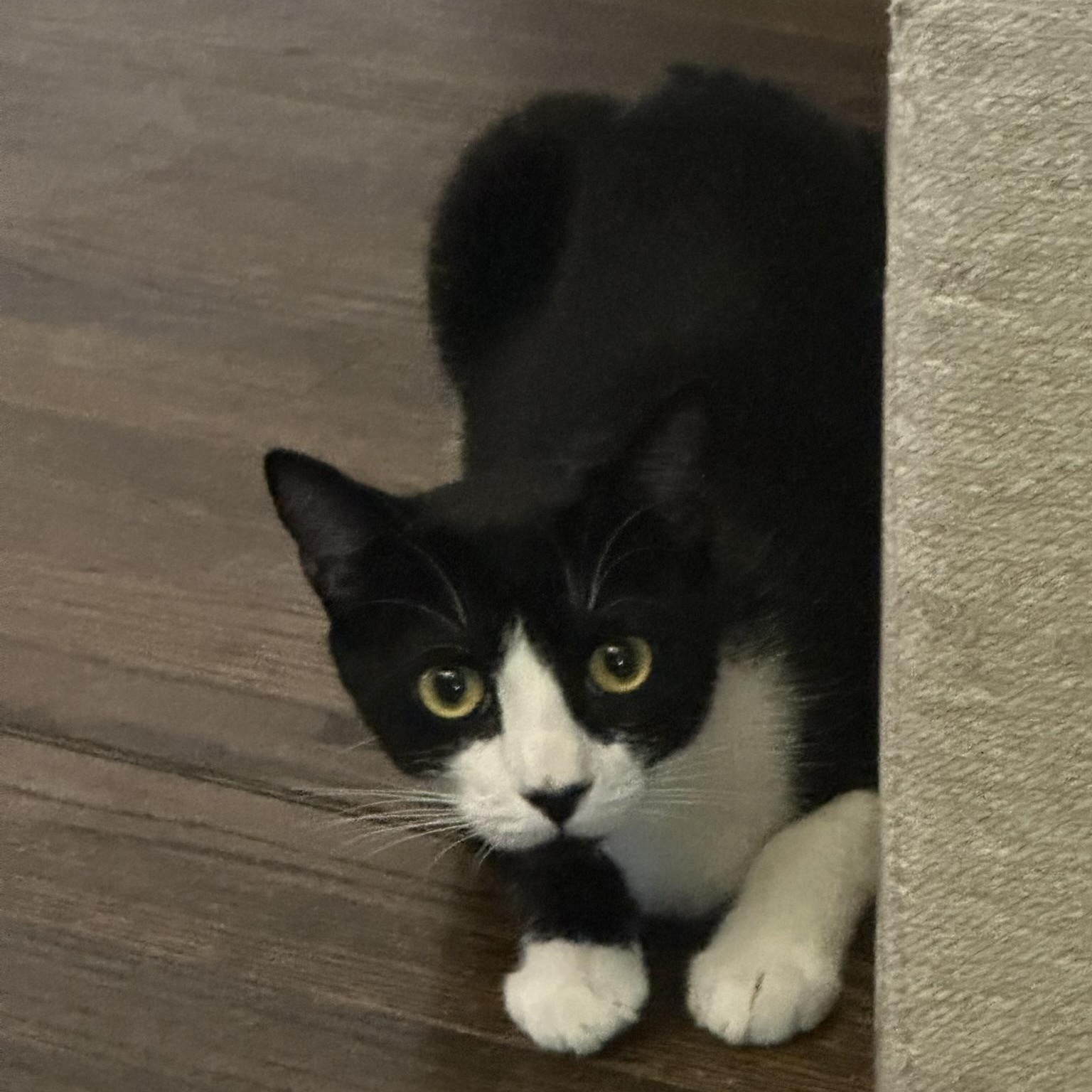 Tessa, a Adoptable American Shorthair in North Hollywood, CA image 1/6