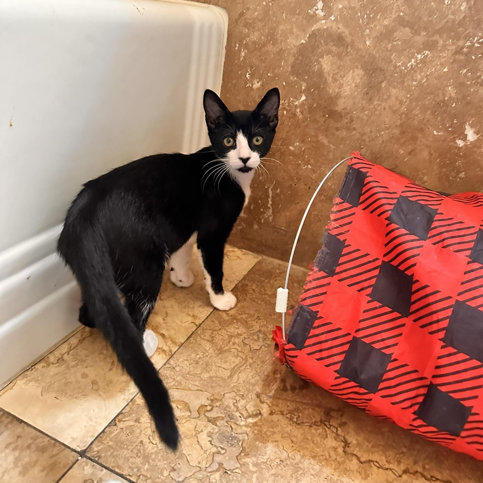 Enlarge Tessa, a Adoptable American Shorthair in North Hollywood, CA image 4/4