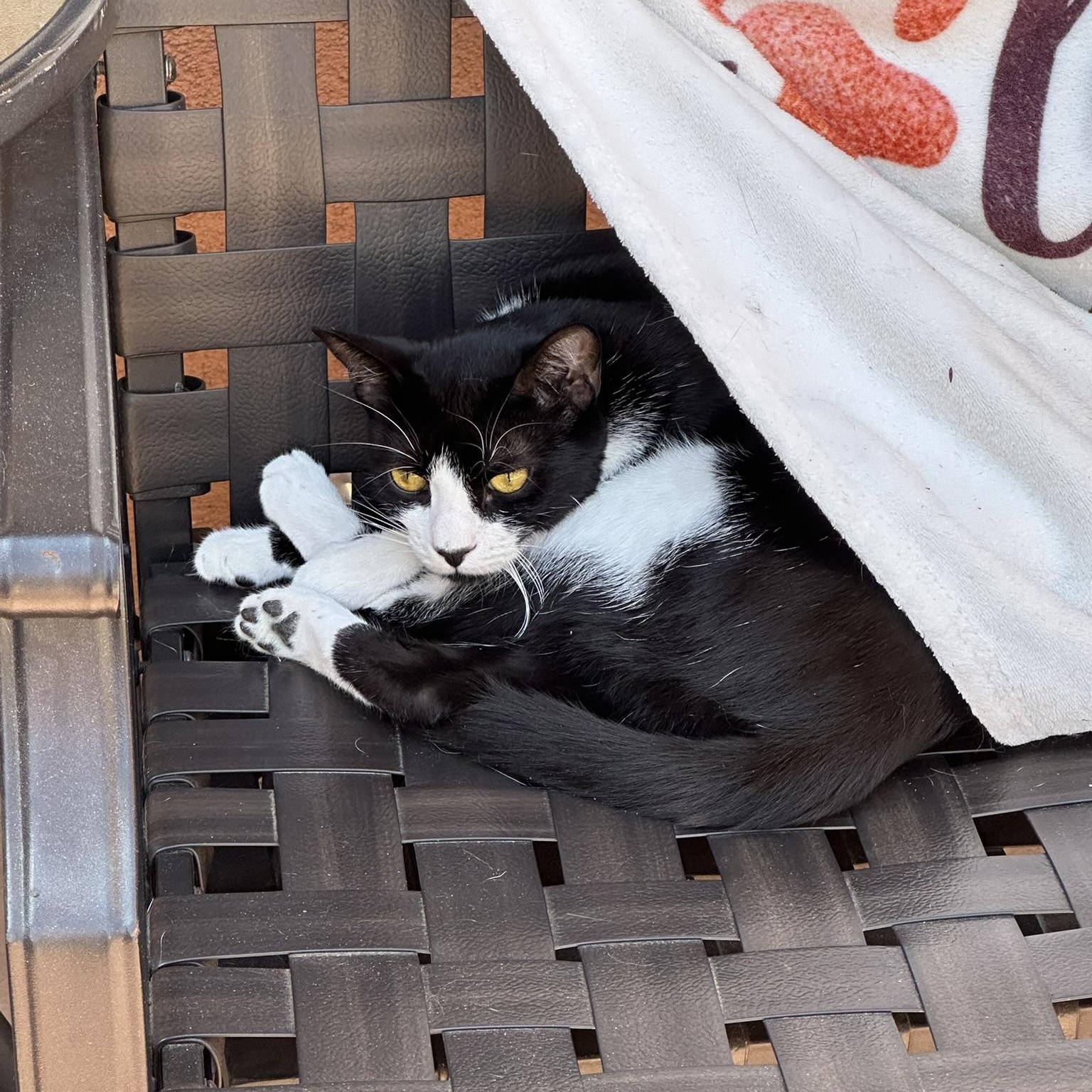 Tessa, a Adoptable American Shorthair in North Hollywood, CA image 3/6