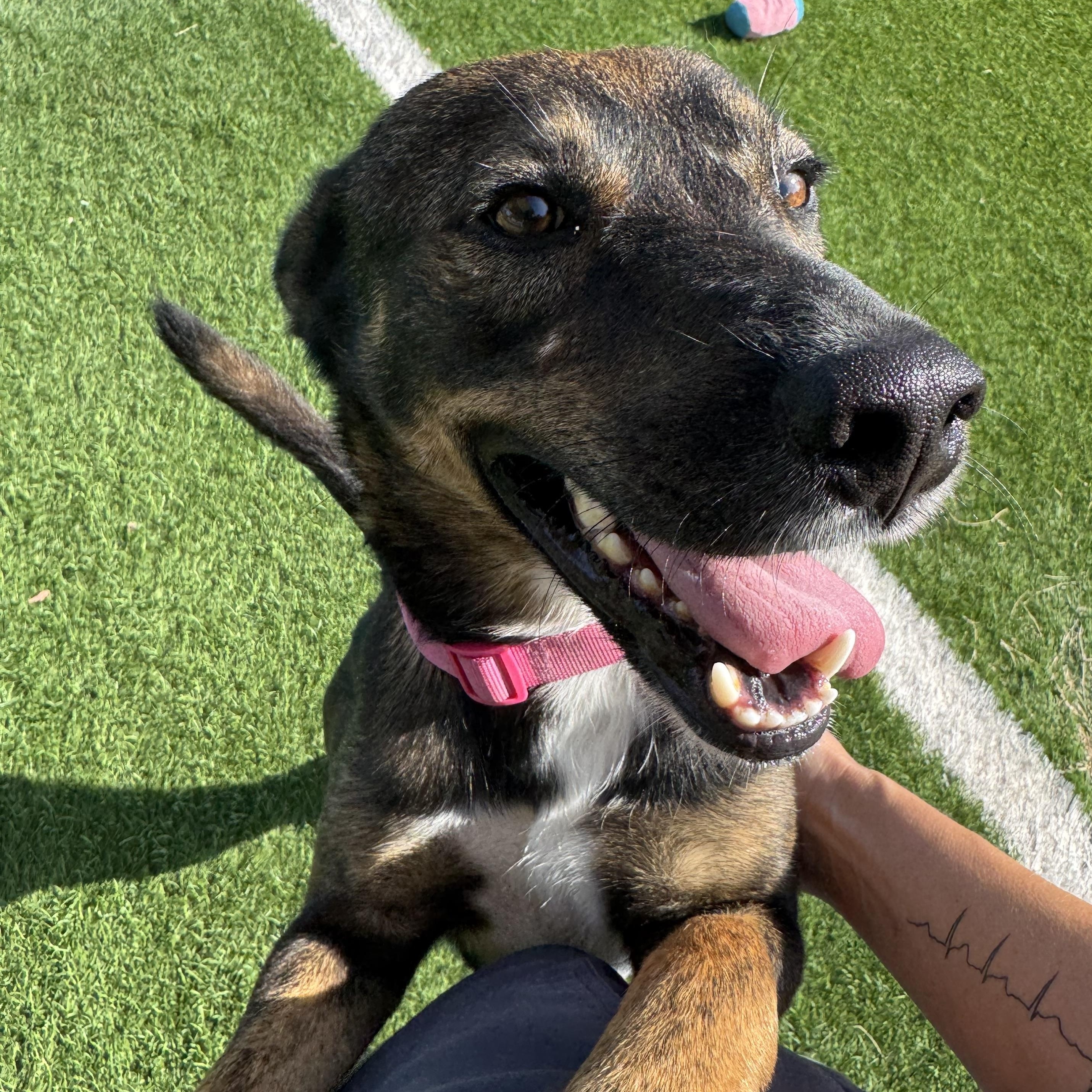 Enlarge Archie, a Adoptable mixed breed in Edmonds, WA image 6/6