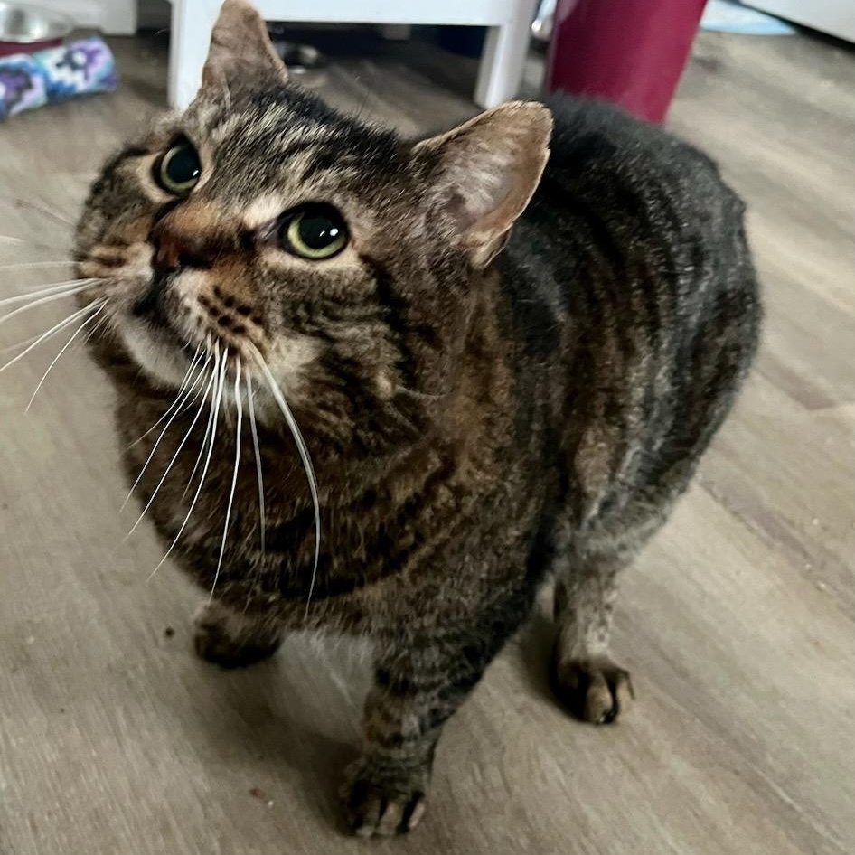 Enlarge Huxley, a ADOPTABLE mixed breed in Hamilton, ON image 2/6