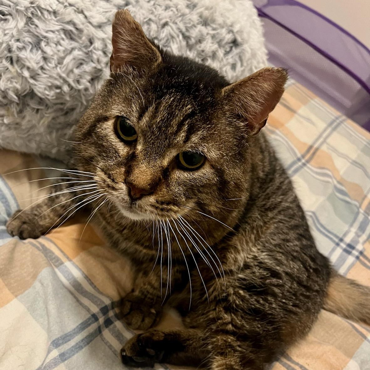 Enlarge Huxley, a ADOPTABLE mixed breed in Hamilton, ON image 1/6