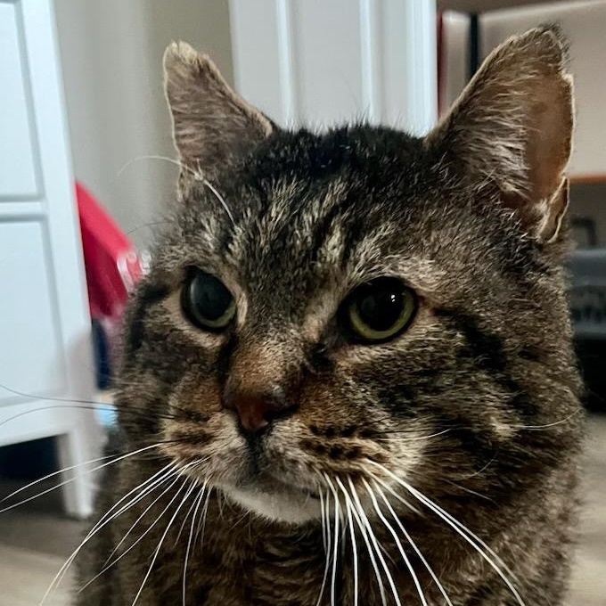 Enlarge Huxley, a ADOPTABLE mixed breed in Hamilton, ON image 3/6