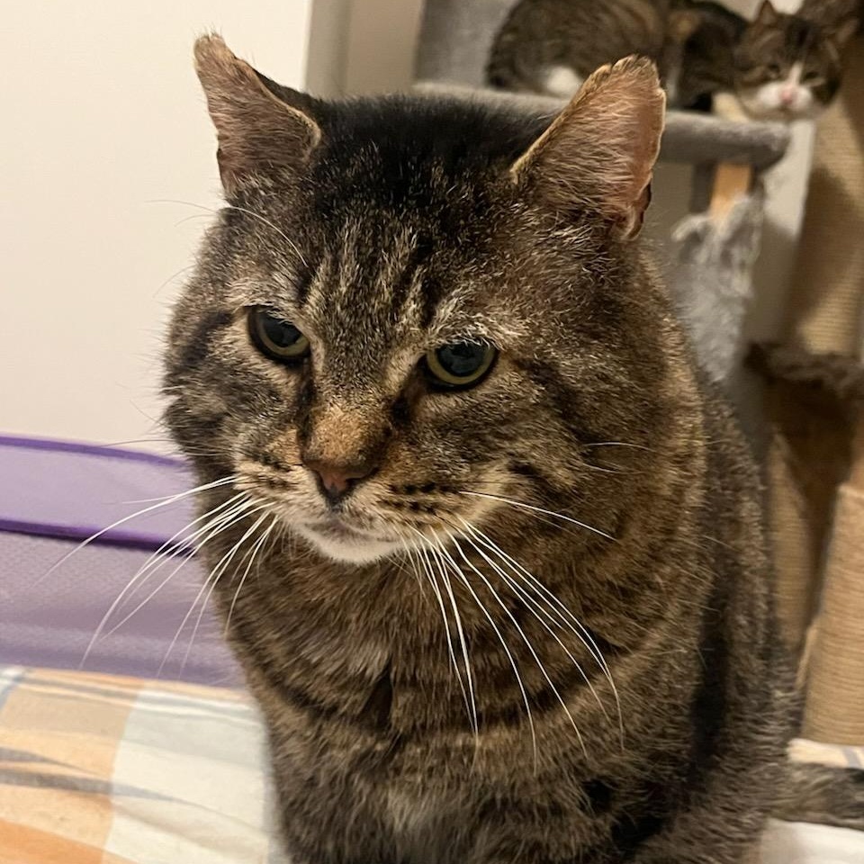 Enlarge Huxley, a ADOPTABLE mixed breed in Hamilton, ON image 4/6