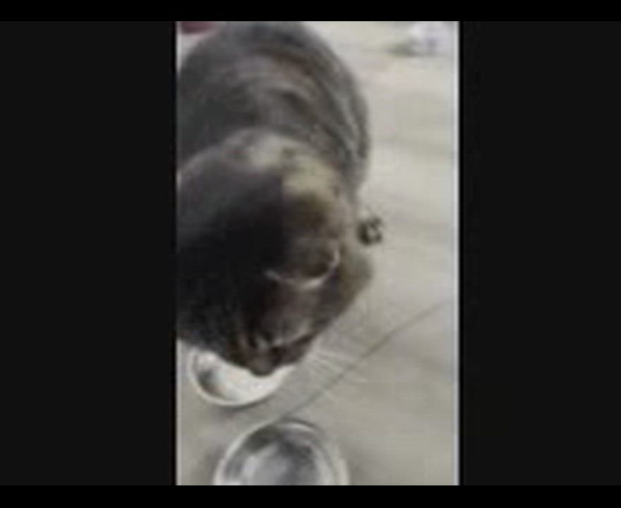 Enlarge Huxley, a ADOPTABLE mixed breed in Hamilton, ON video 5/6