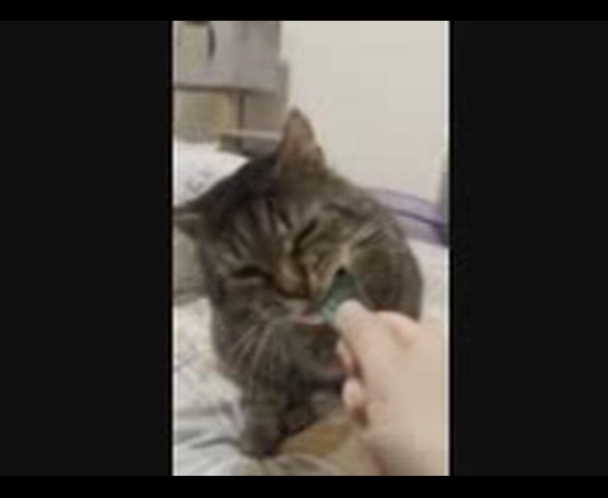 Enlarge Huxley, a ADOPTABLE mixed breed in Hamilton, ON video 6/6