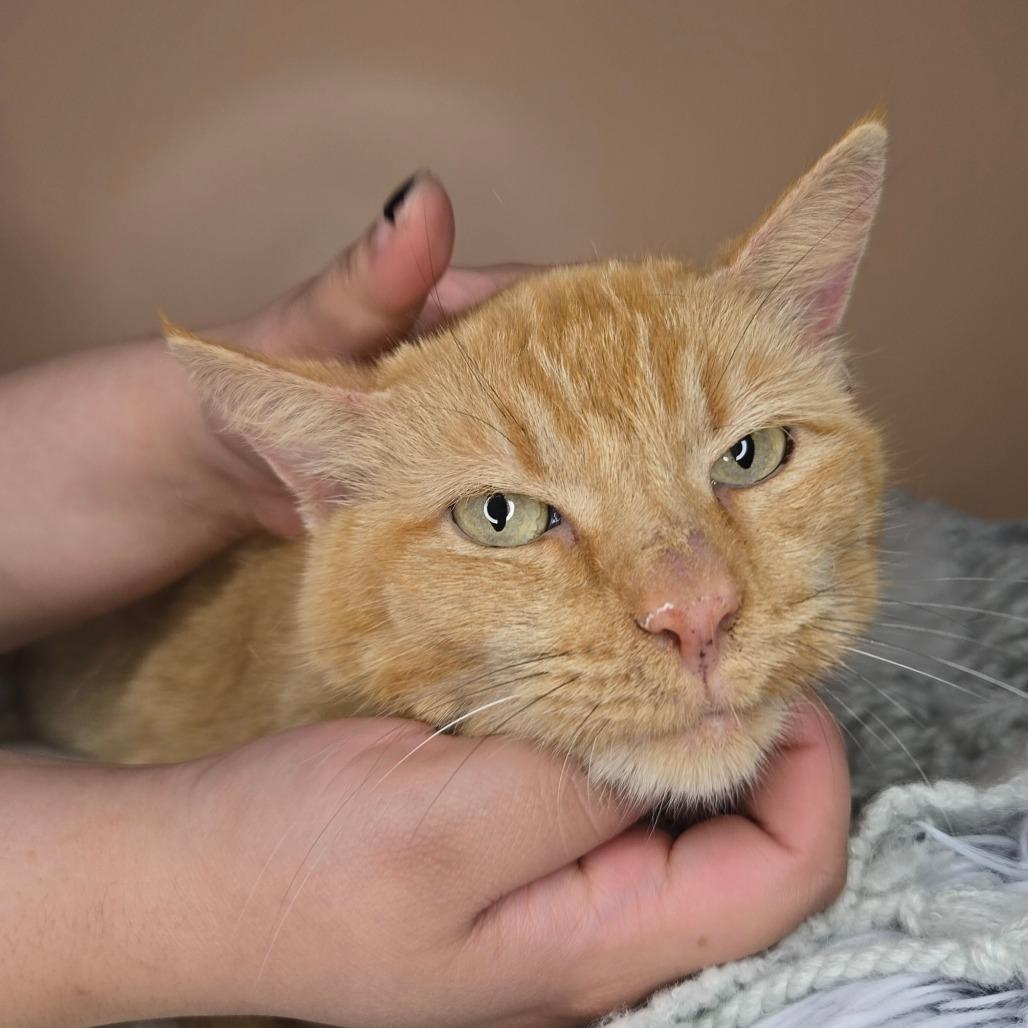 Pumpkin, Adoptable, Adult Female Domestic Short Hair.