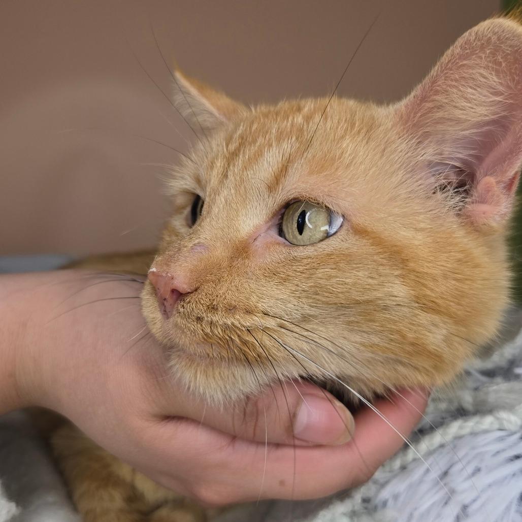 Enlarge Pumpkin, a Adoptable Domestic Short Hair in San Antonio, TX image 2/6