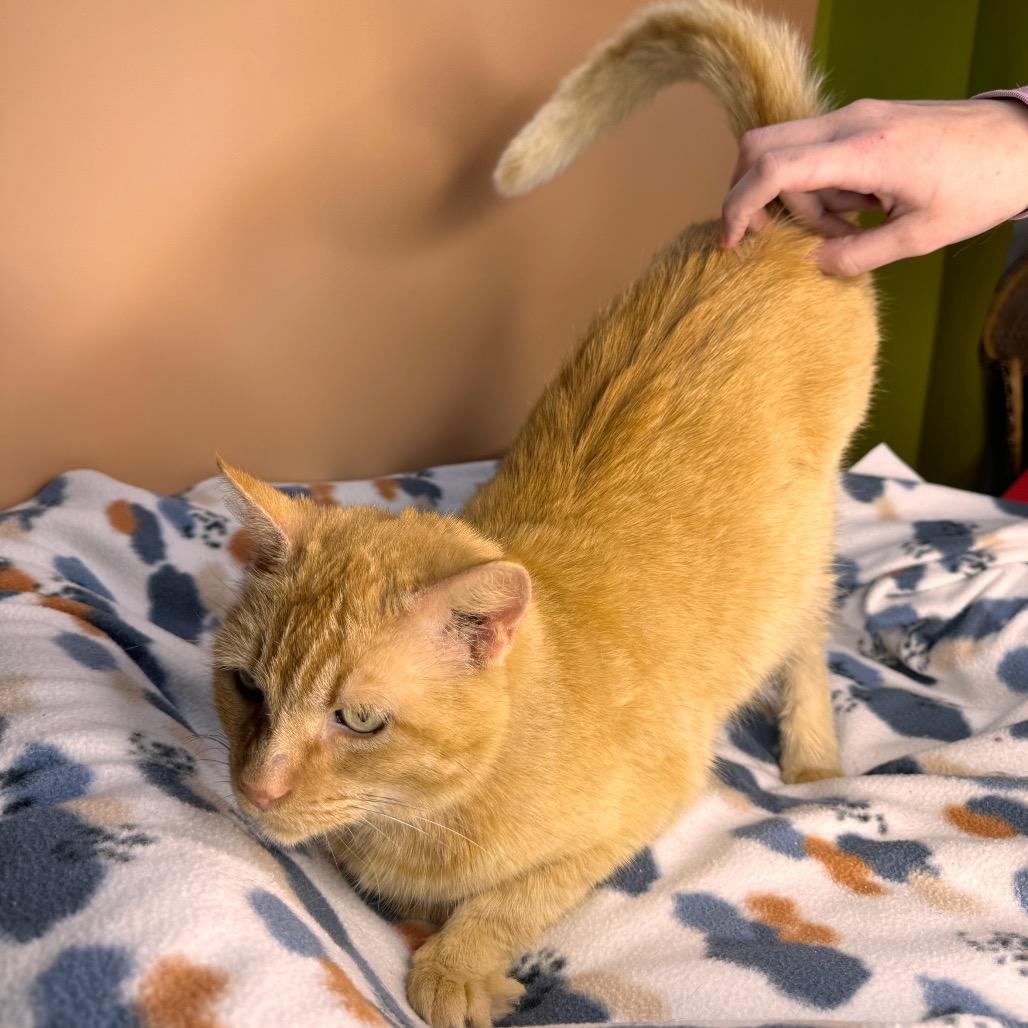 Enlarge Pumpkin, a Adoptable Domestic Short Hair in San Antonio, TX image 3/6