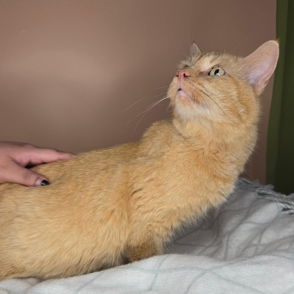 Enlarge Pumpkin, a Adoptable Domestic Short Hair in San Antonio, TX image 4/6