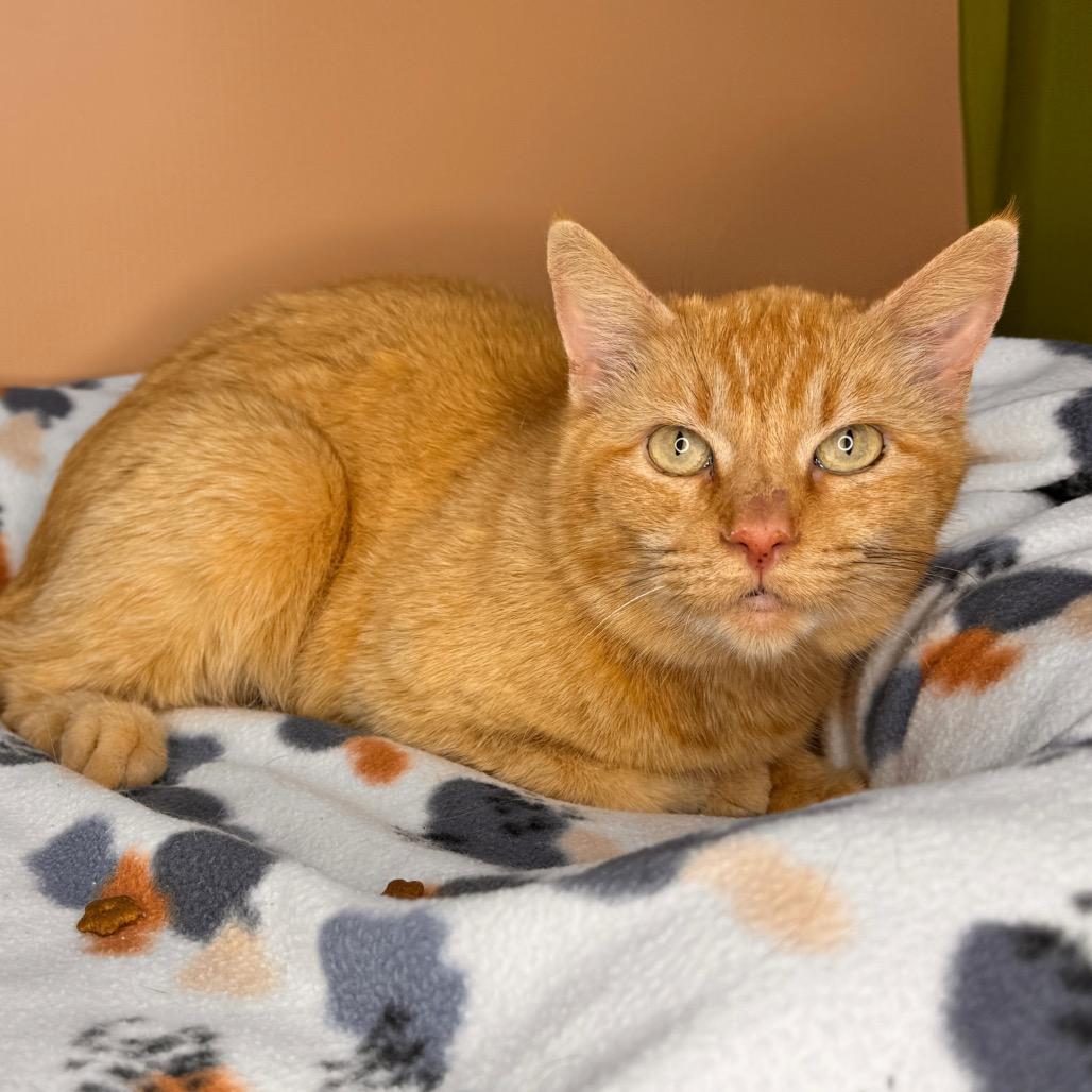Enlarge Pumpkin, a Adoptable Domestic Short Hair in San Antonio, TX image 5/6
