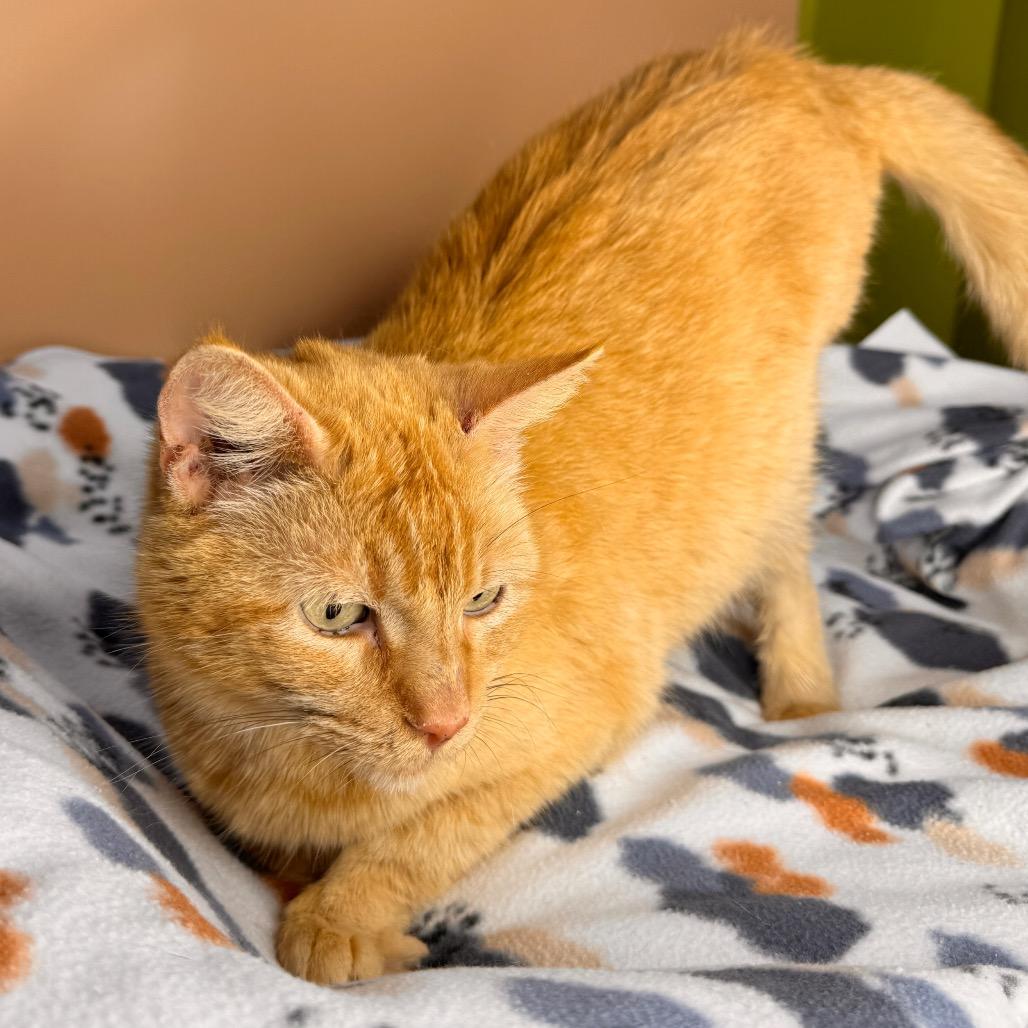 Enlarge Pumpkin, a Adoptable Domestic Short Hair in San Antonio, TX image 6/6