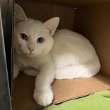 Ghost, Adoptable, Adult Male Domestic Short Hair.