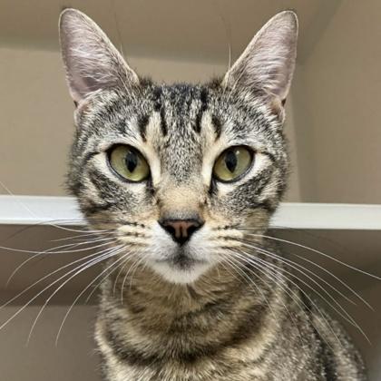 Cinnamon, Adoptable, Young Female Domestic Short Hair & Domestic Short Hair.