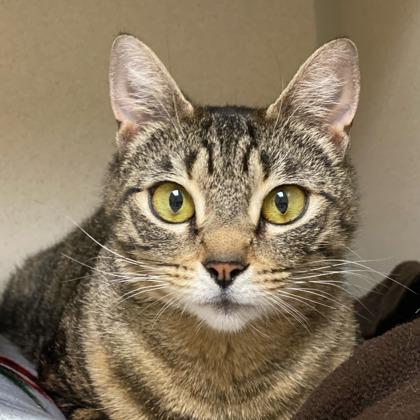 Enlarge Cinnamon, a Adoptable mixed breed in Burlington, WA image 2/2