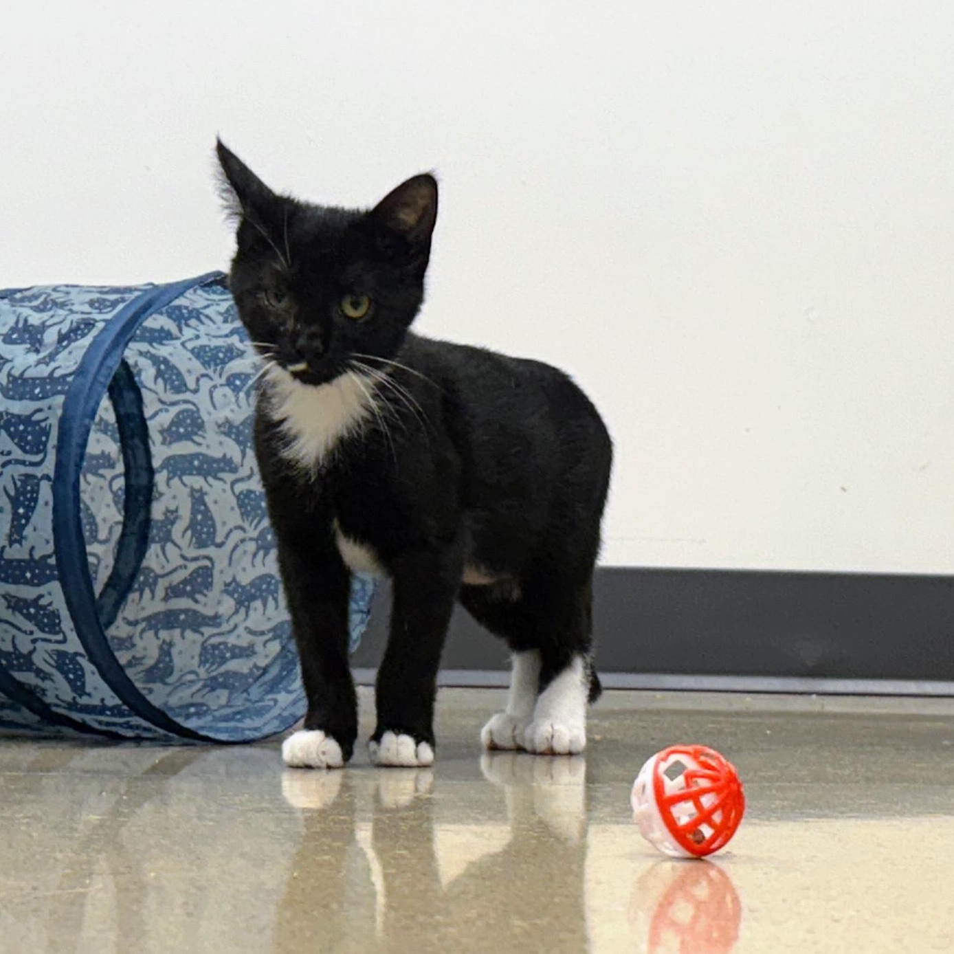 Enlarge Butter Spritz, a ADOPTABLE Domestic Short Hair in Apex, NC image 4/6