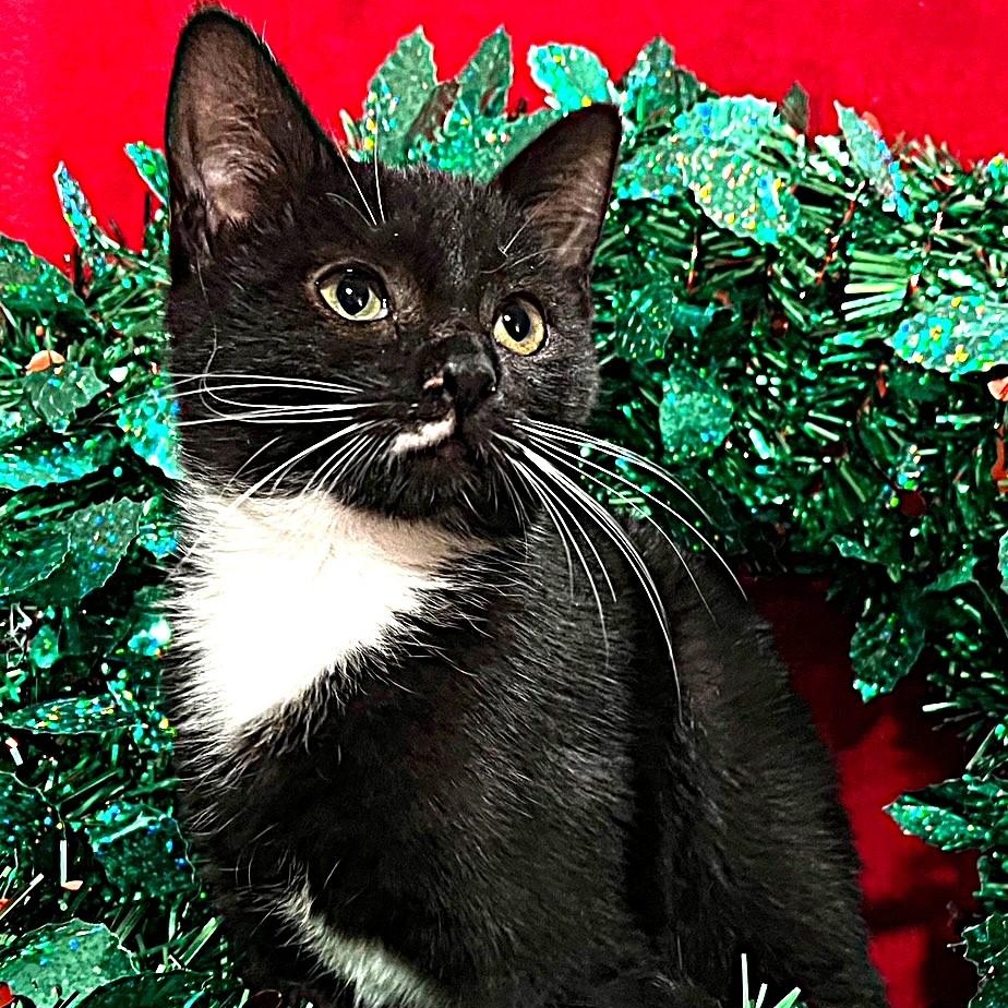 Enlarge Butter Spritz, a ADOPTABLE Domestic Short Hair in Apex, NC image 1/1