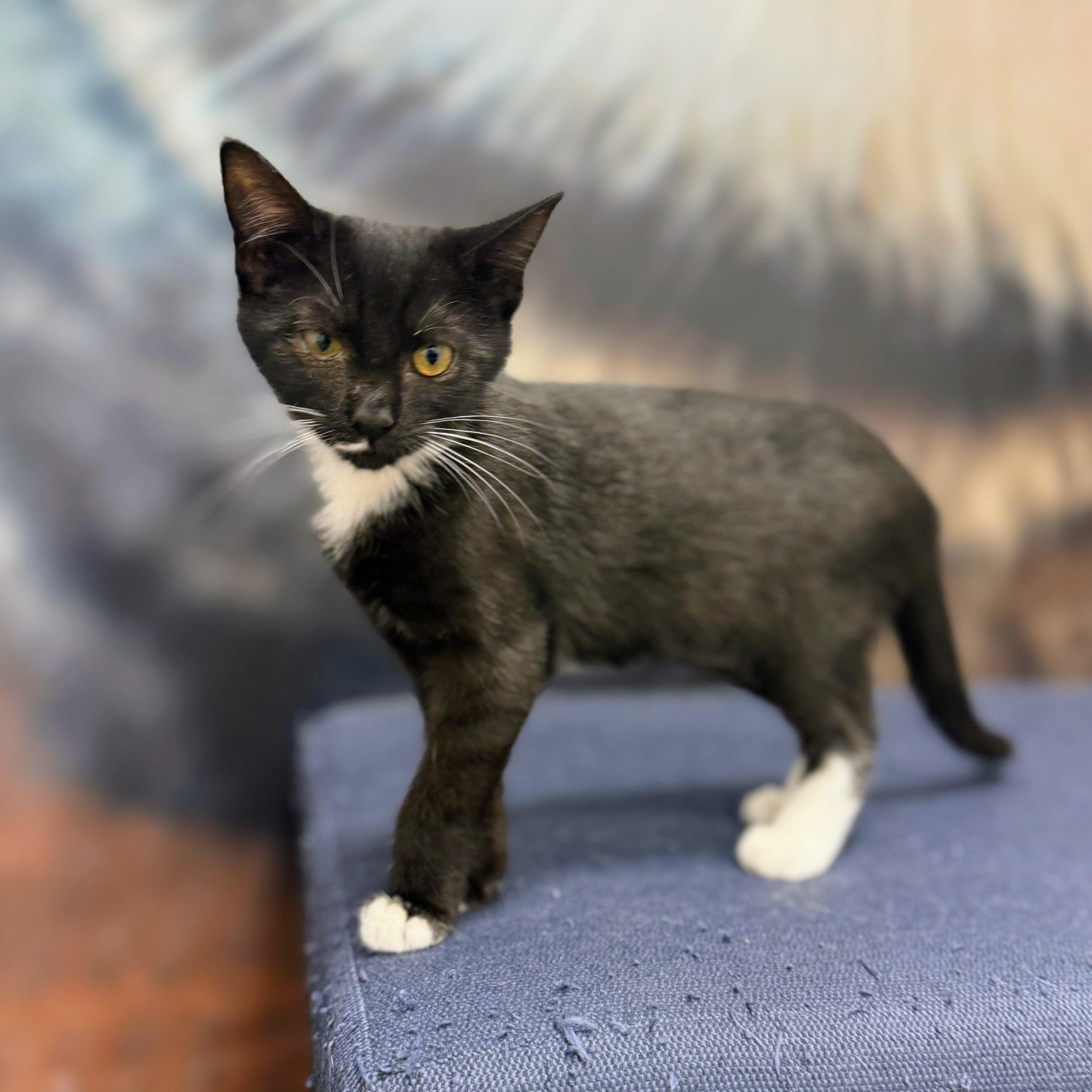 Butter Spritz, ADOPTABLE, Kitten Female Domestic Short Hair.