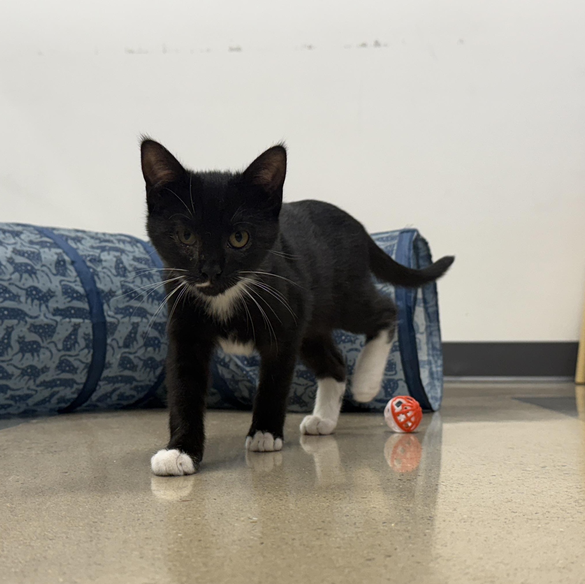 Enlarge Butter Spritz, a ADOPTABLE Domestic Short Hair in Apex, NC image 3/6