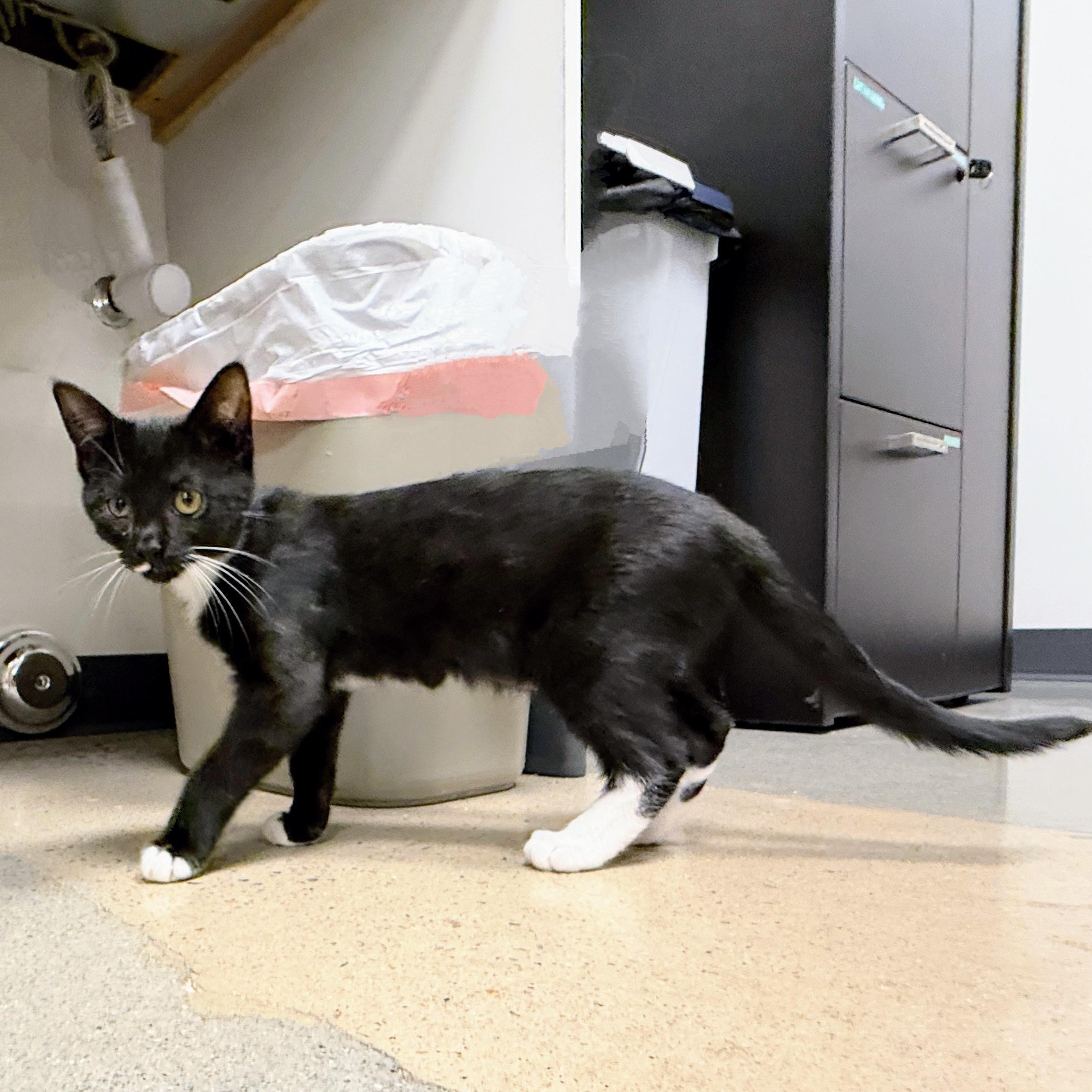Enlarge Butter Spritz, a ADOPTABLE Domestic Short Hair in Apex, NC image 5/6
