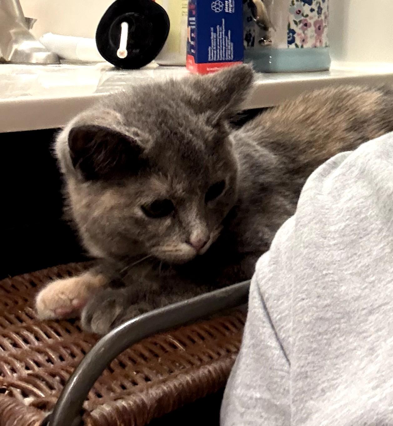 Enlarge Lulu, an adopted American Shorthair in Charlotte, NC image 3/3