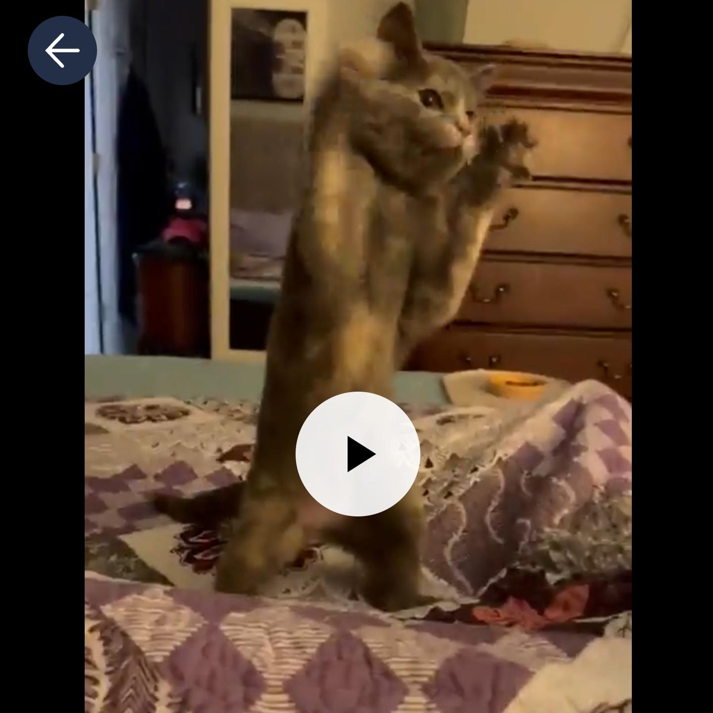 Enlarge Lulu, an adopted American Shorthair in Charlotte, NC image 1/3