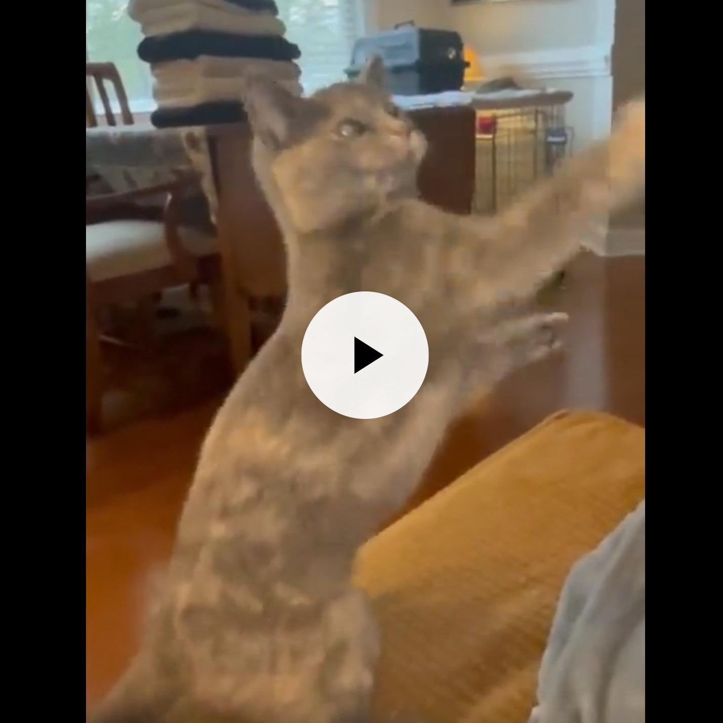 Enlarge Lulu, an adopted American Shorthair in Charlotte, NC image 2/3