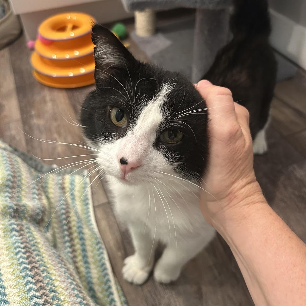 Marvin, Adoptable, Adult Male Domestic Short Hair.